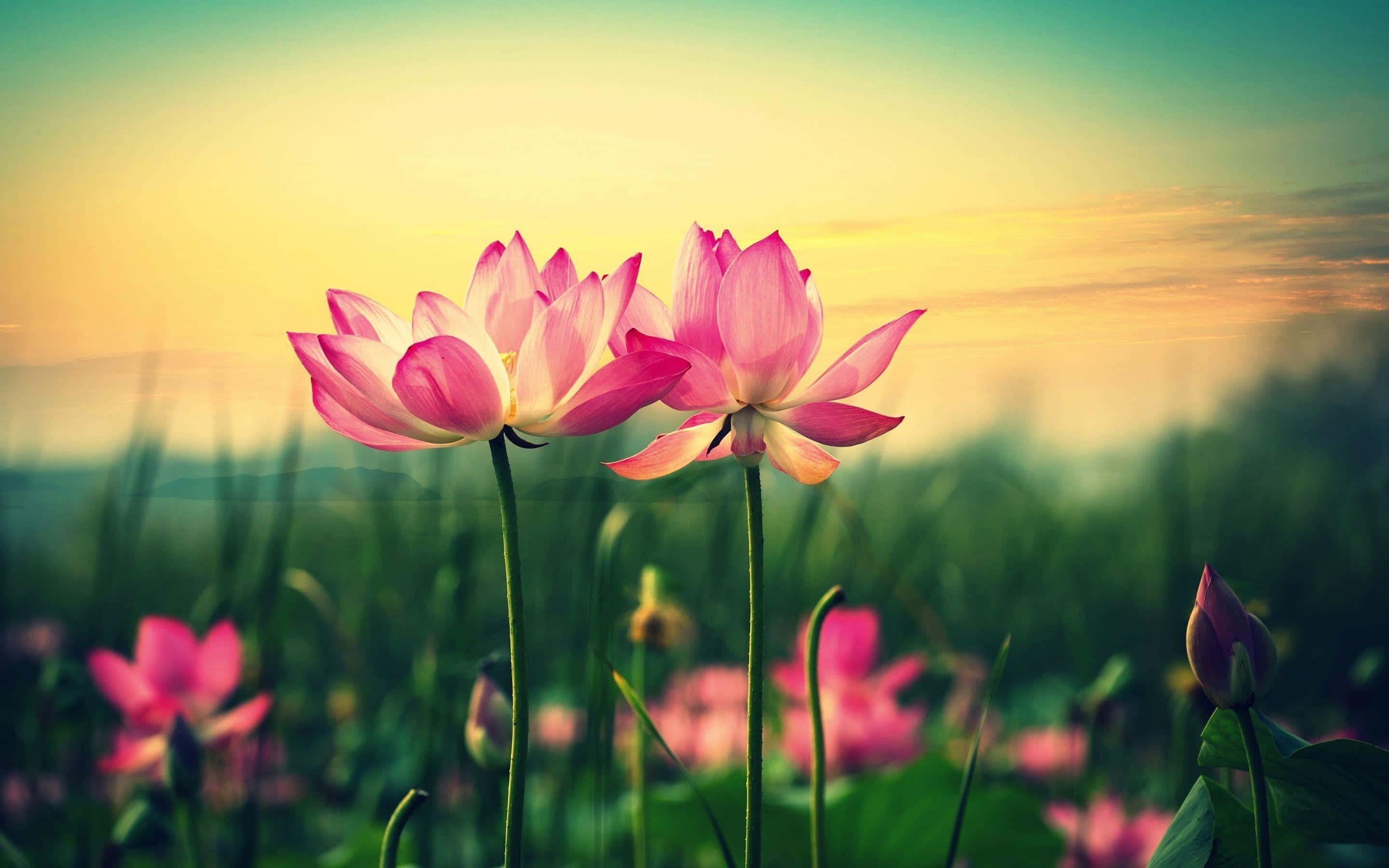 연꽃 사진 배경화면