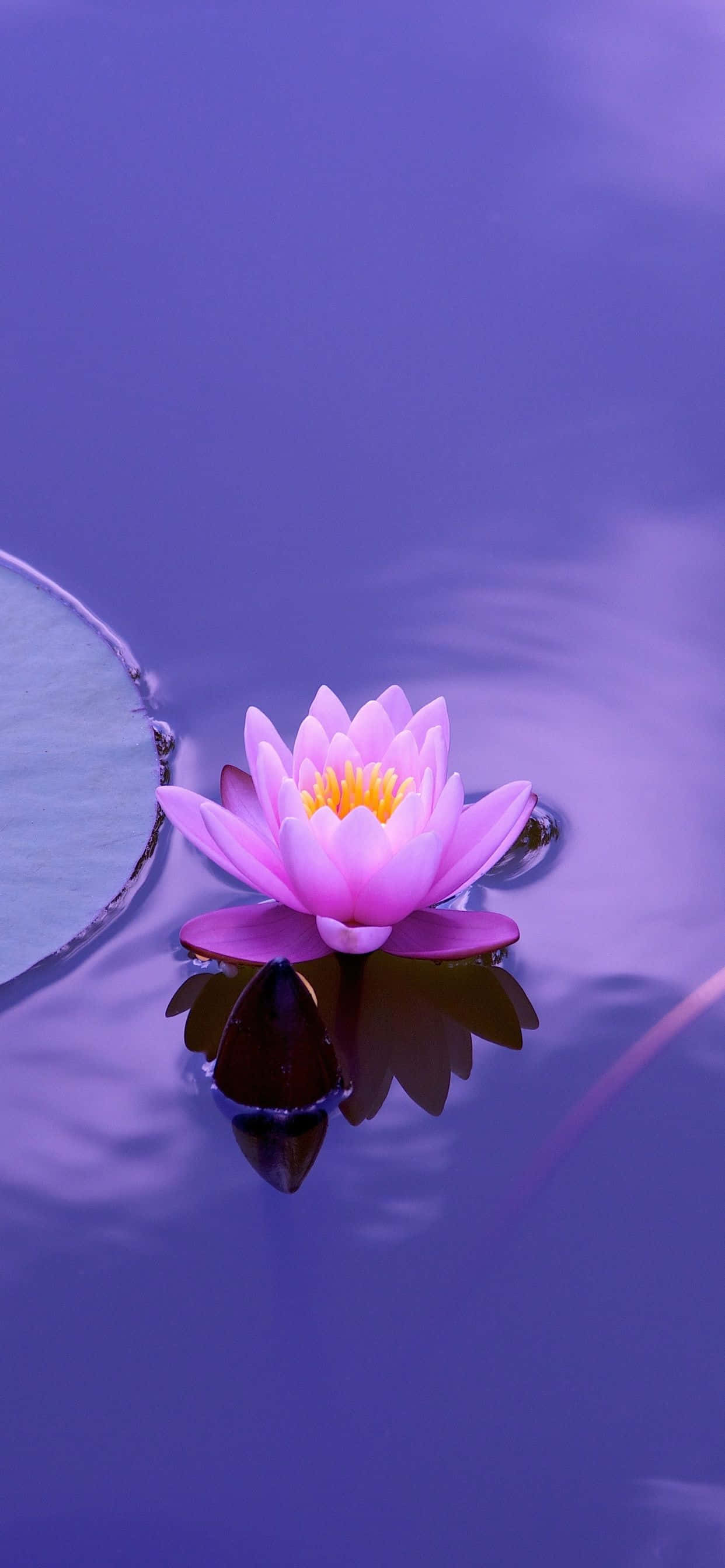 연꽃 사진 배경화면