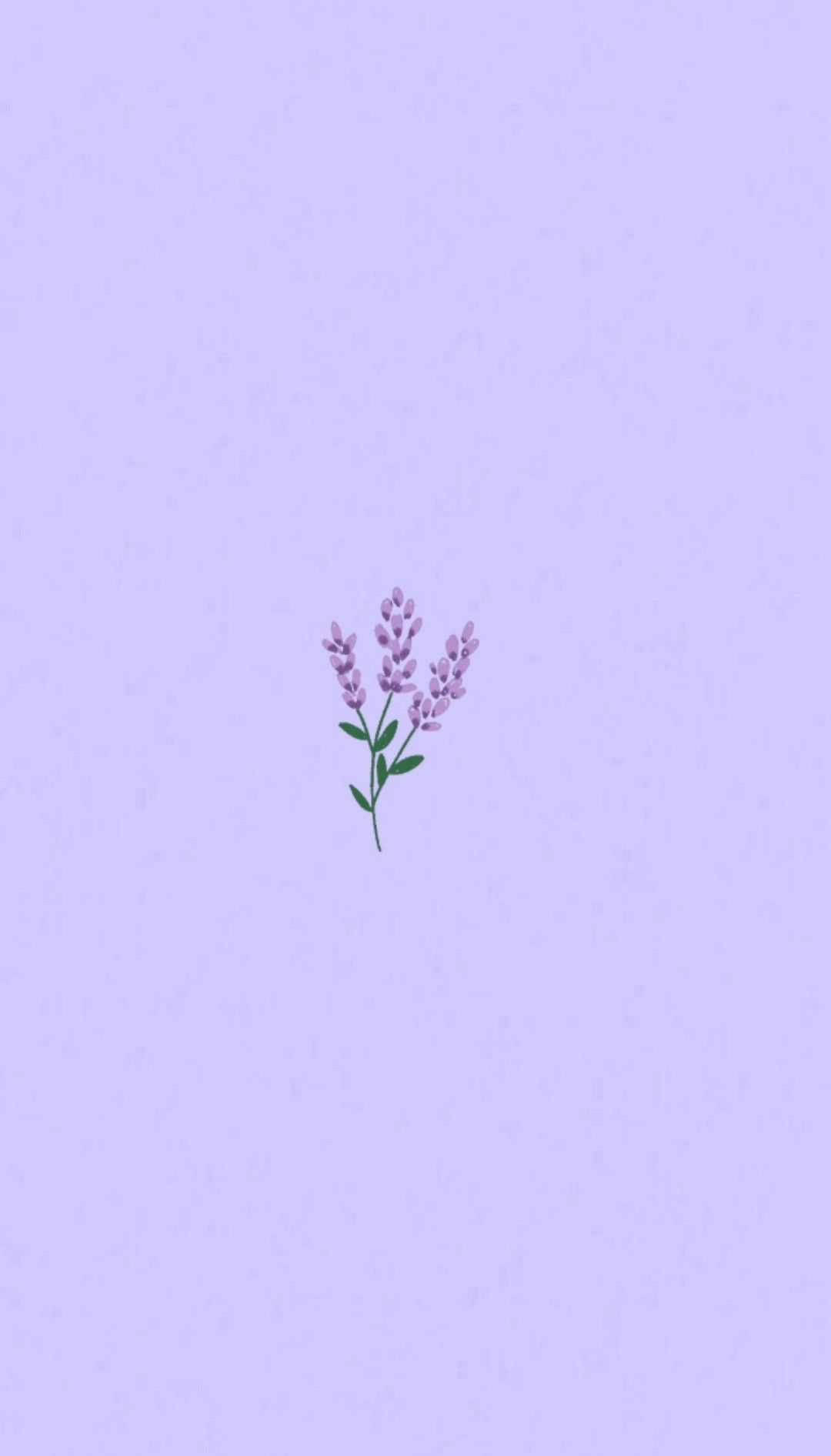 연보라 감성 라벤더 꽃 배경화면