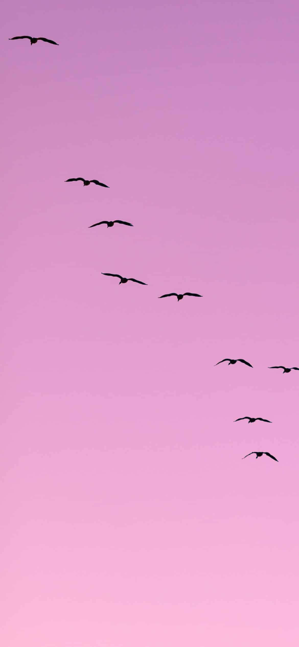 연보라 감성 새떼 비행 배경화면