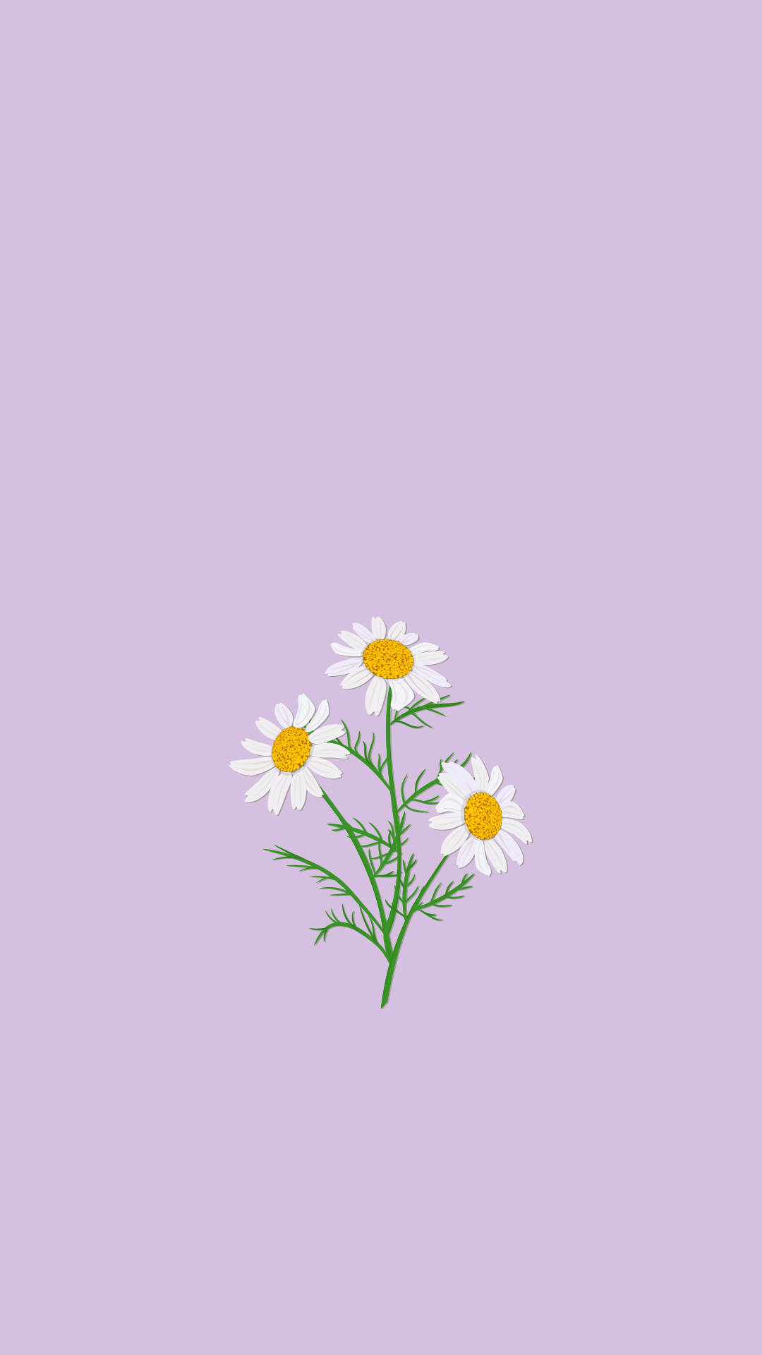 연보라색 감성 카모마일 꽃 배경화면