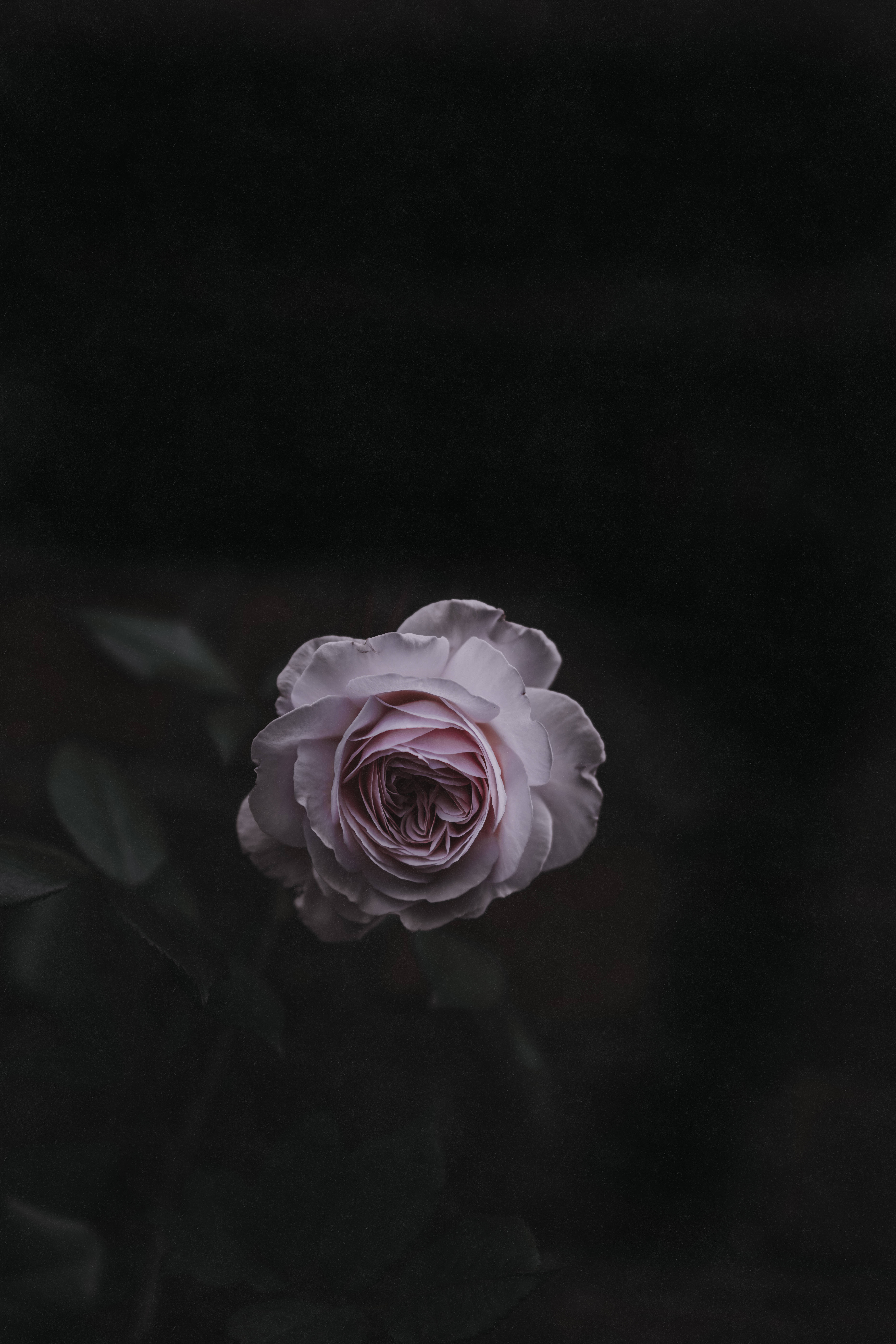 연분홍 장미꽃 배경화면