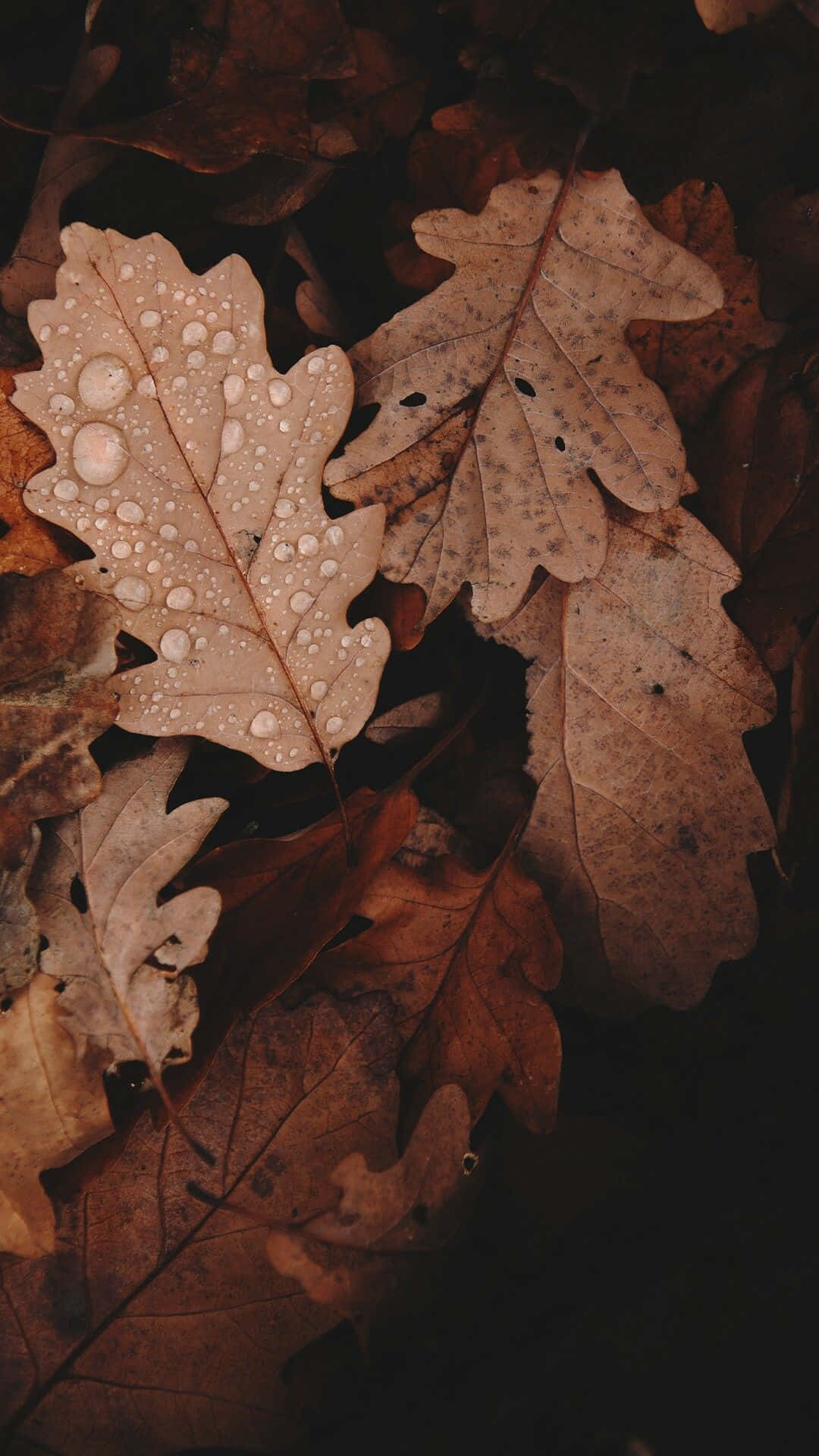 연한 갈색 감성 사진 배경화면
