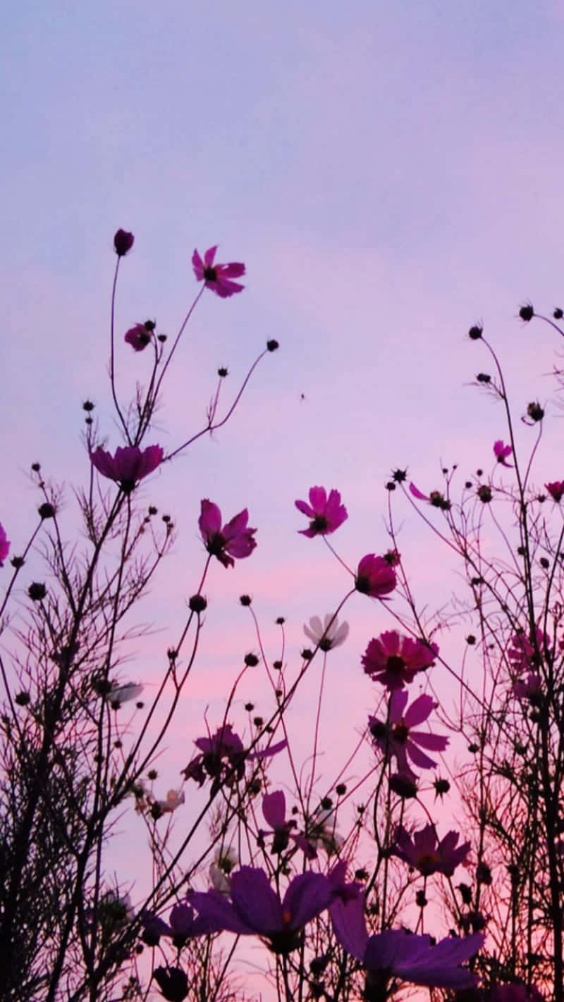 보라색 꽃 배경