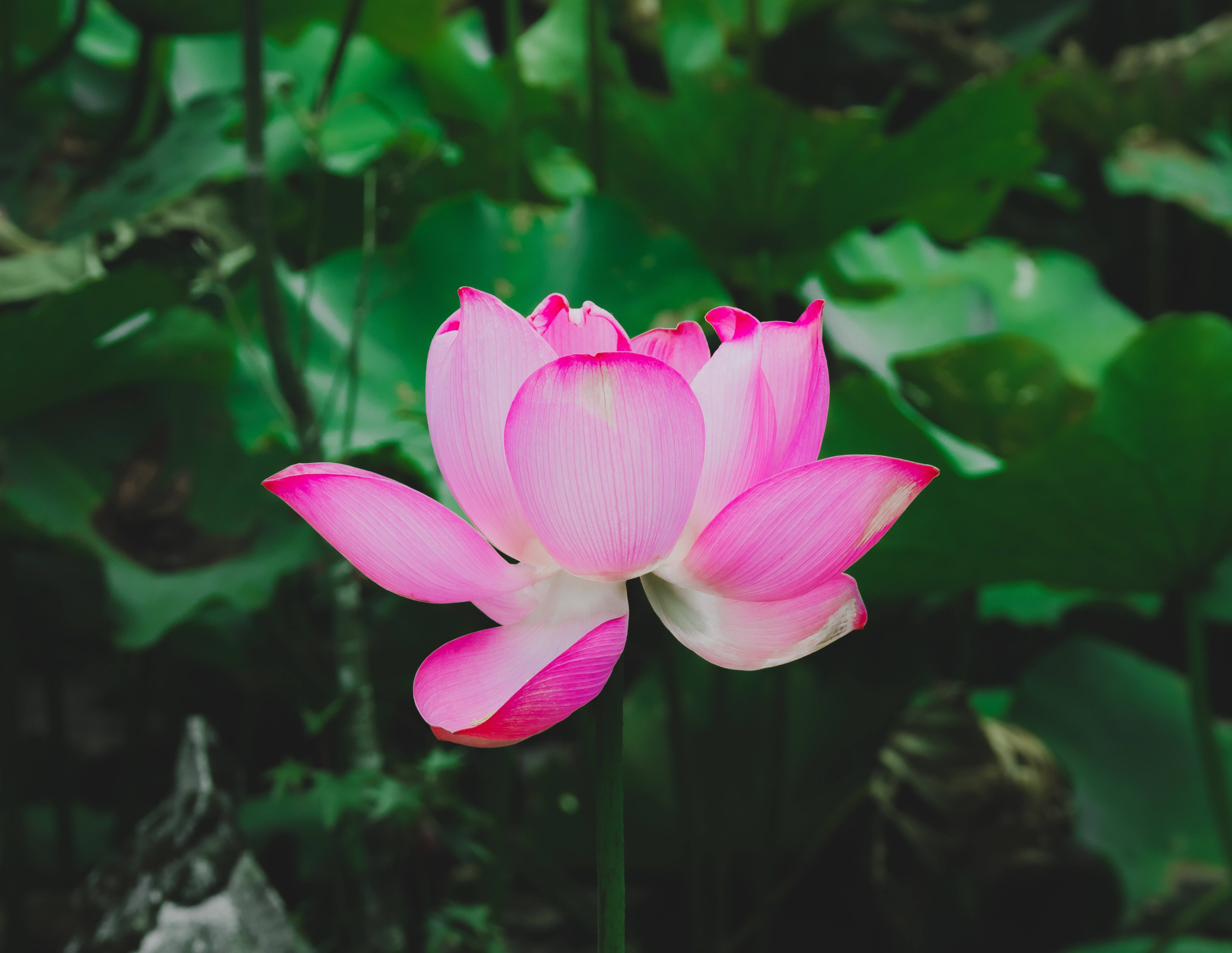 요한의 붉은 연꽃 배경화면