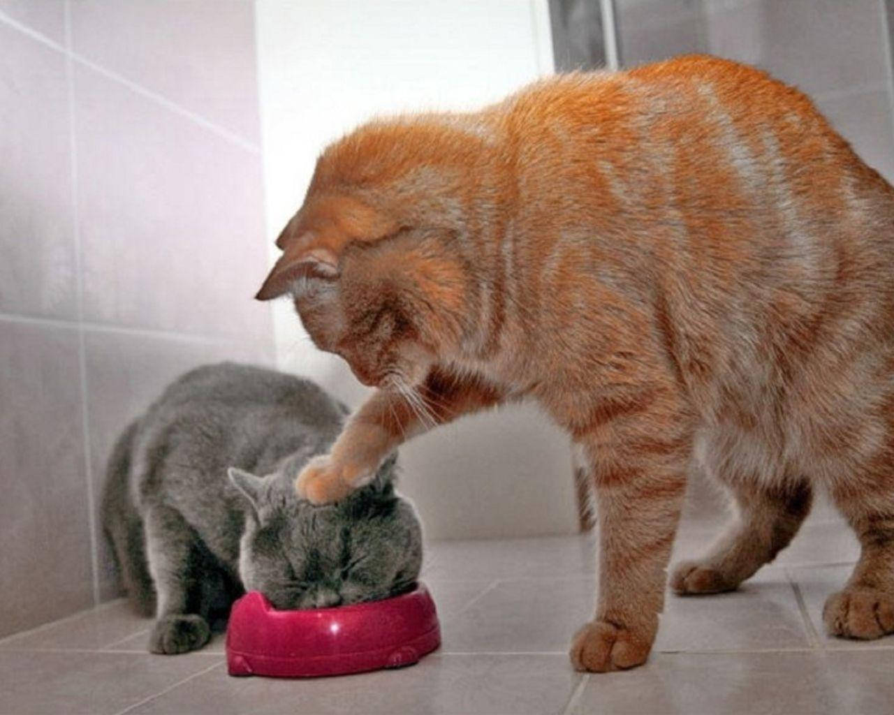 웃긴 고양이 두 마리가 먹방 중 배경화면