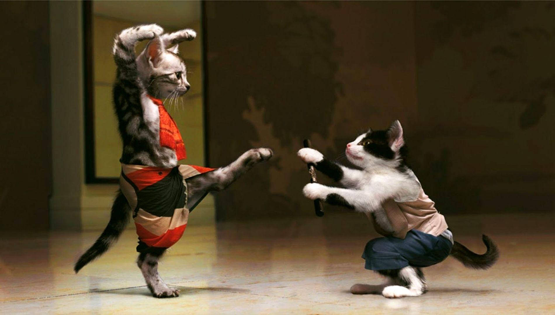 웃긴 고양이 파이터들 배경화면