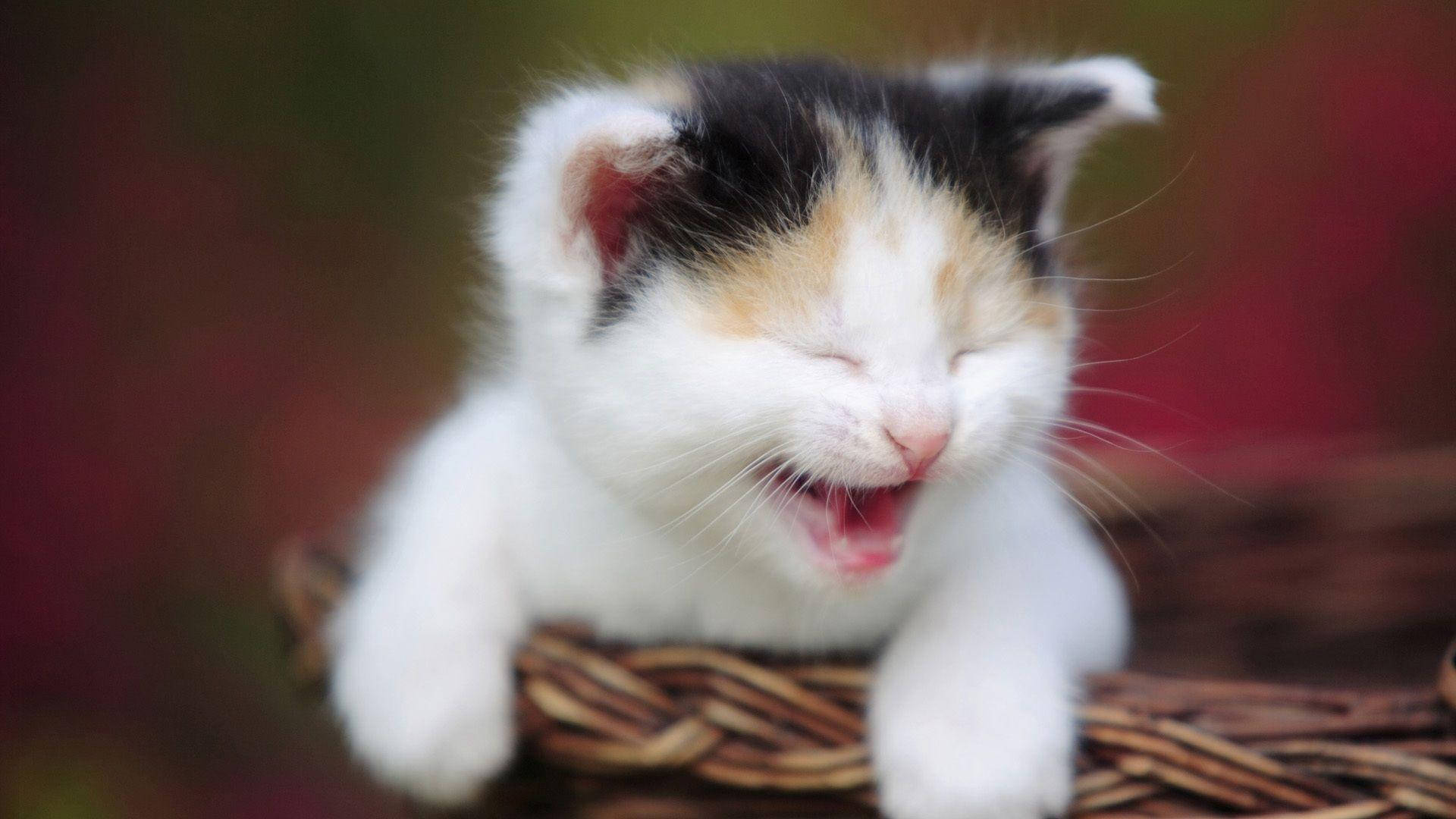 웃긴 고양이 폭소 배경화면