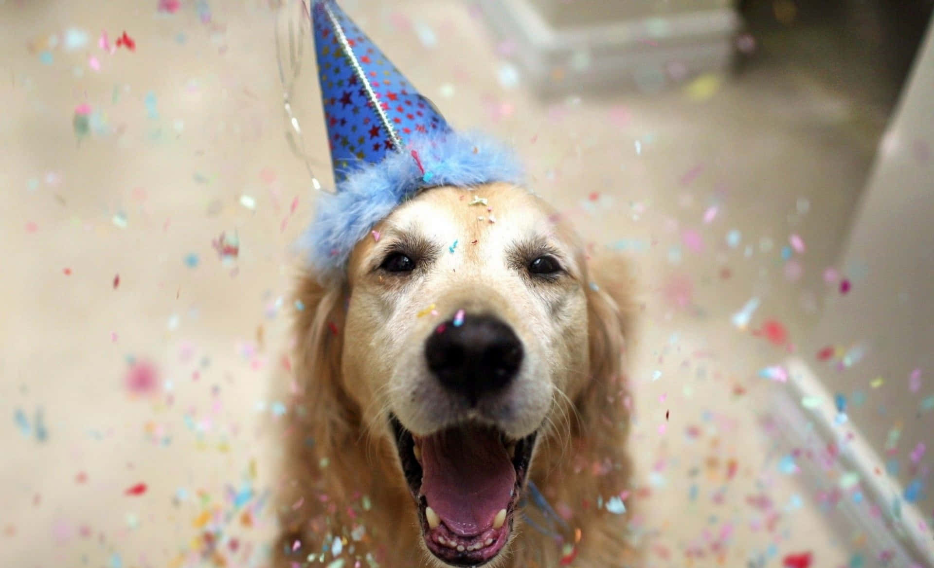 웃긴 귀여운 생일 사진 배경화면