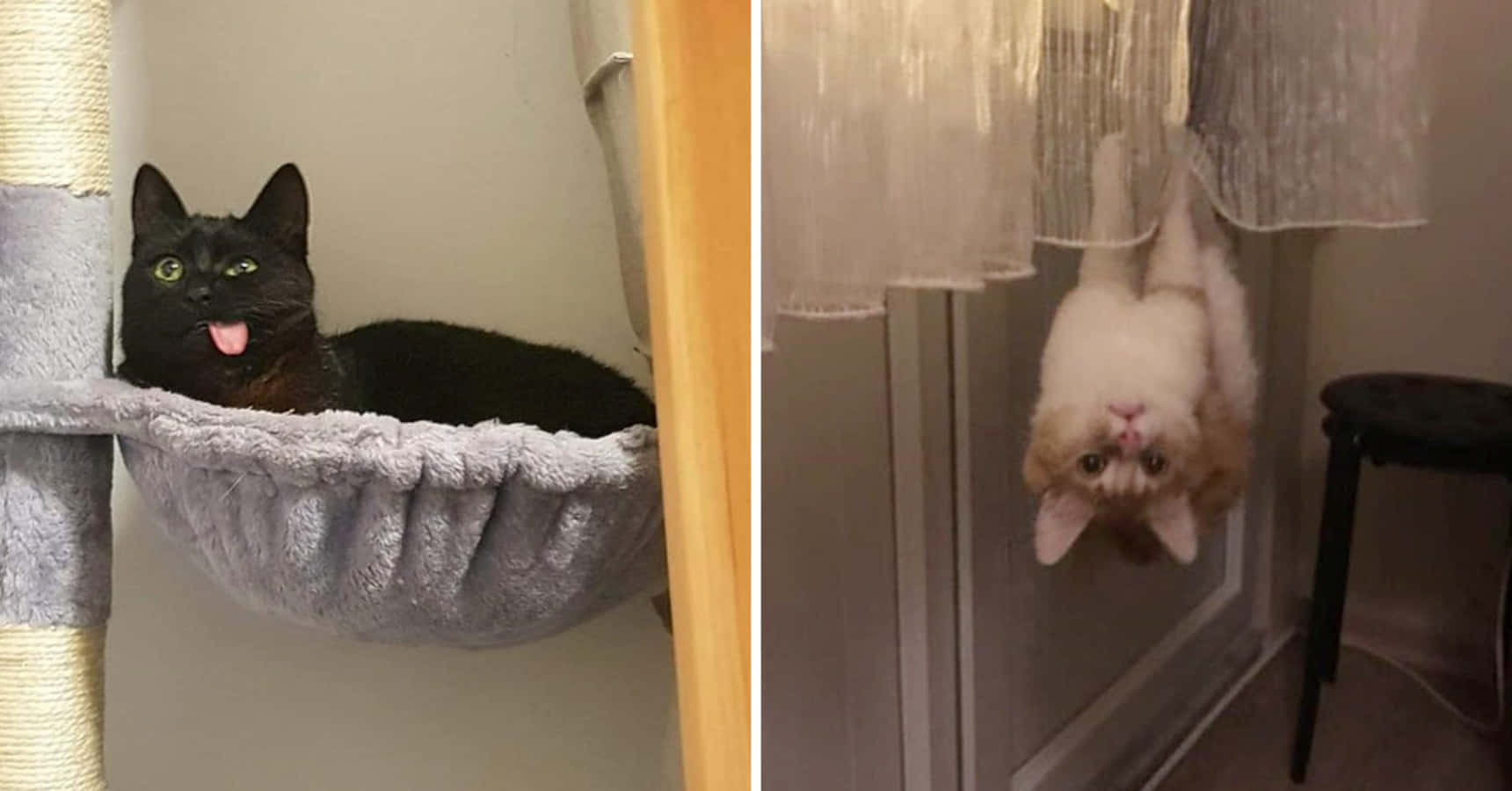 웃긴 귀여운 엉뚱한 고양이 사진 배경화면