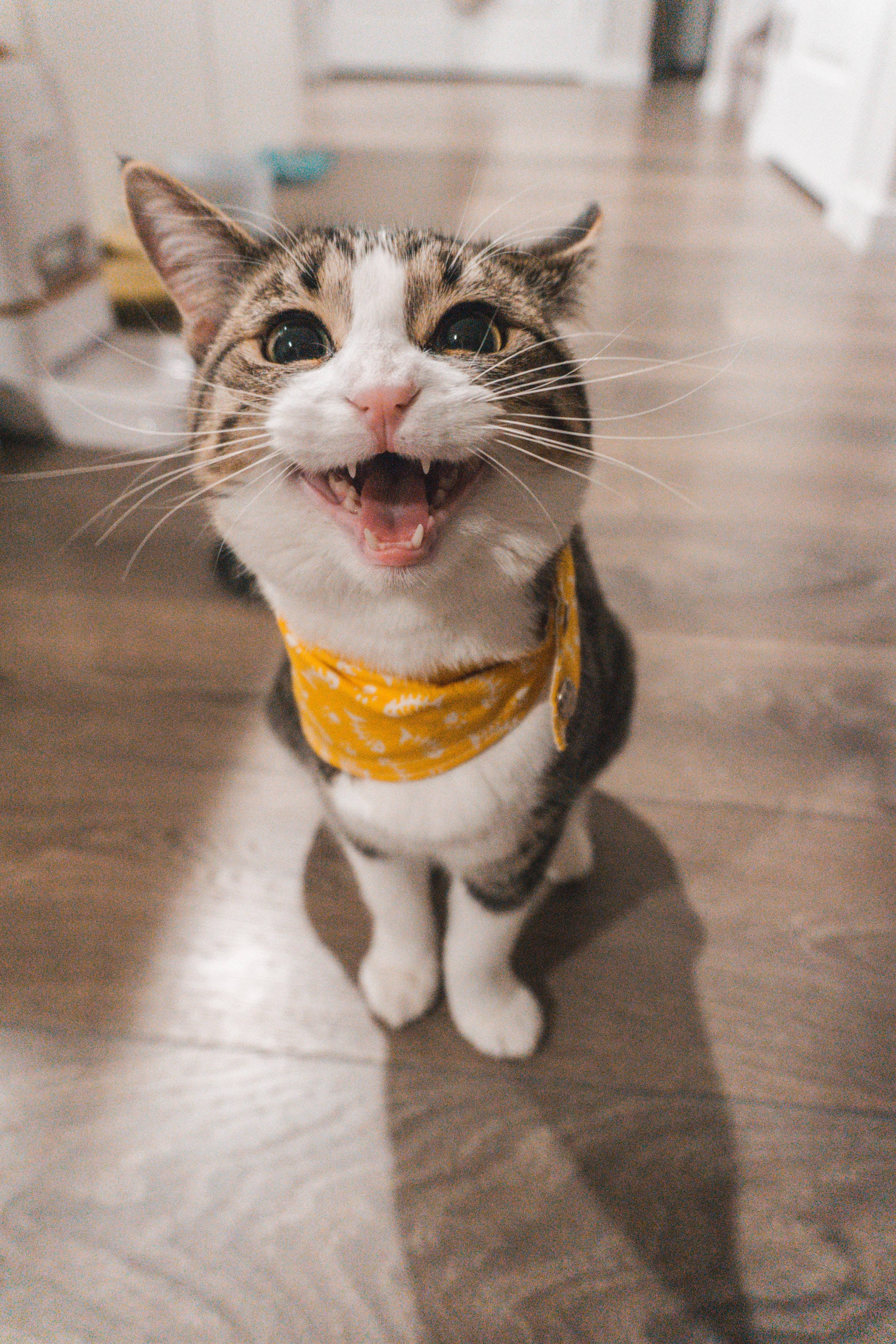 웃긴 집고양이 프로필 사진 배경화면