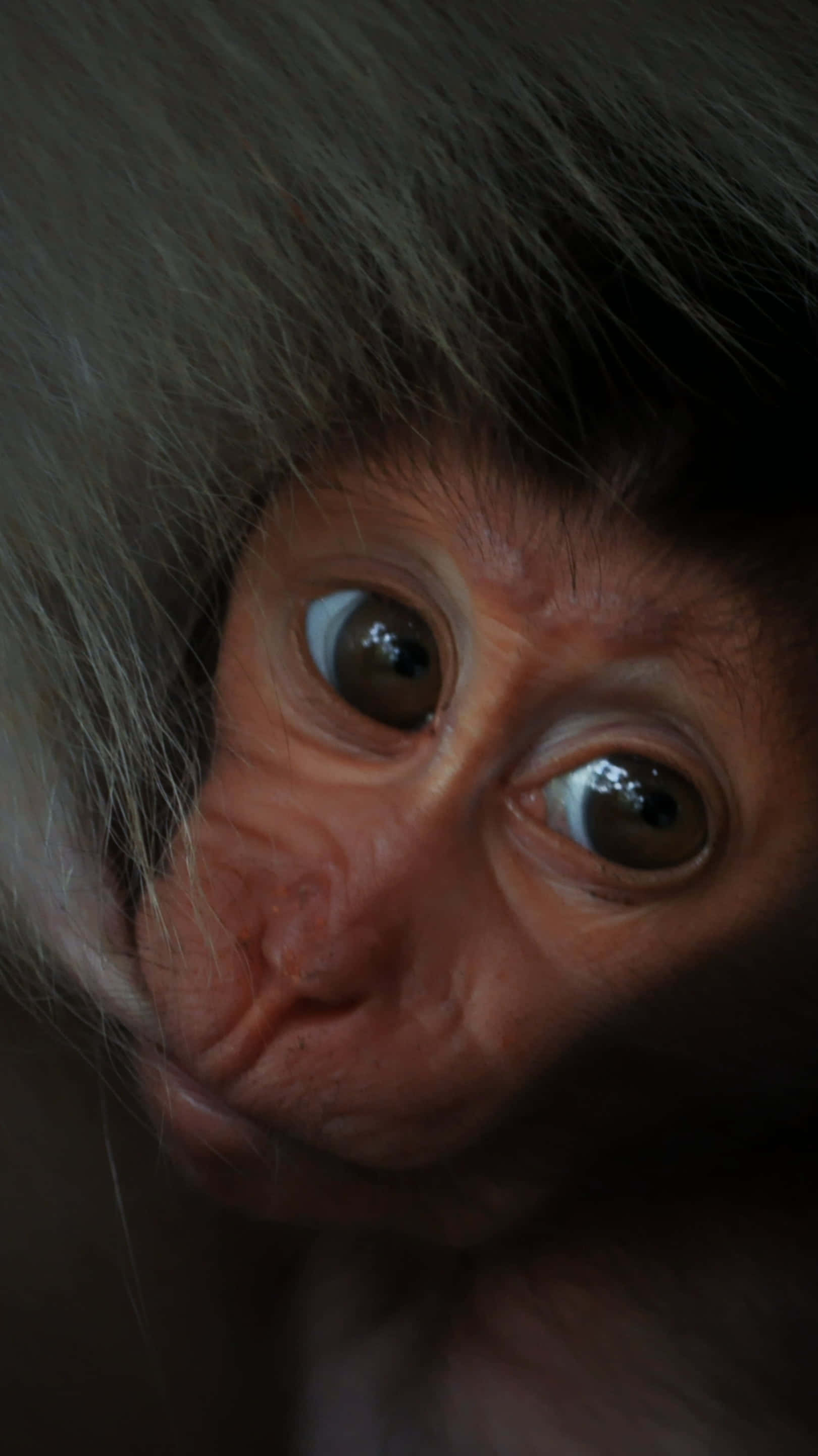 이 귀여운 원숭이를 보세요! 배경화면