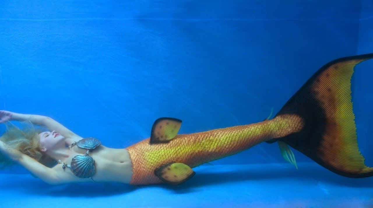 인어 실제 노란 꼬리 사진 배경화면
