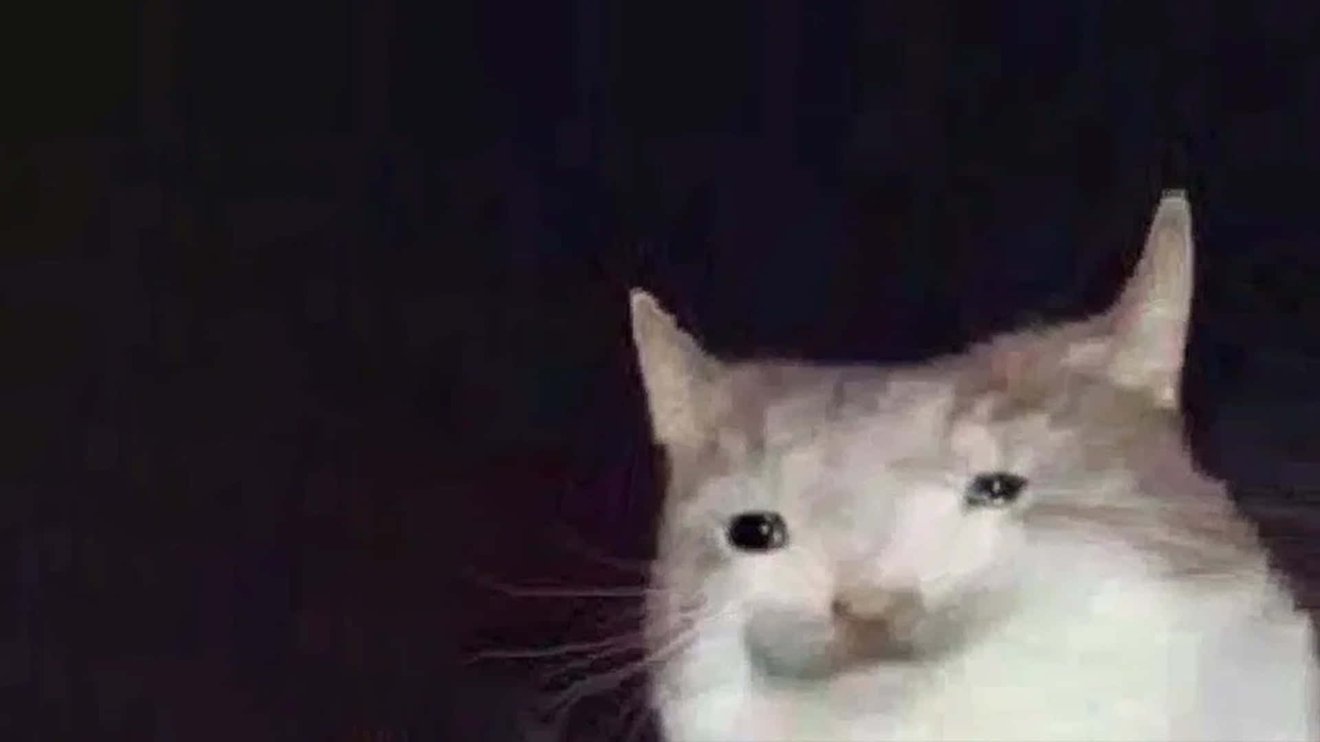 일그러진 고양이 밈 사진 배경화면