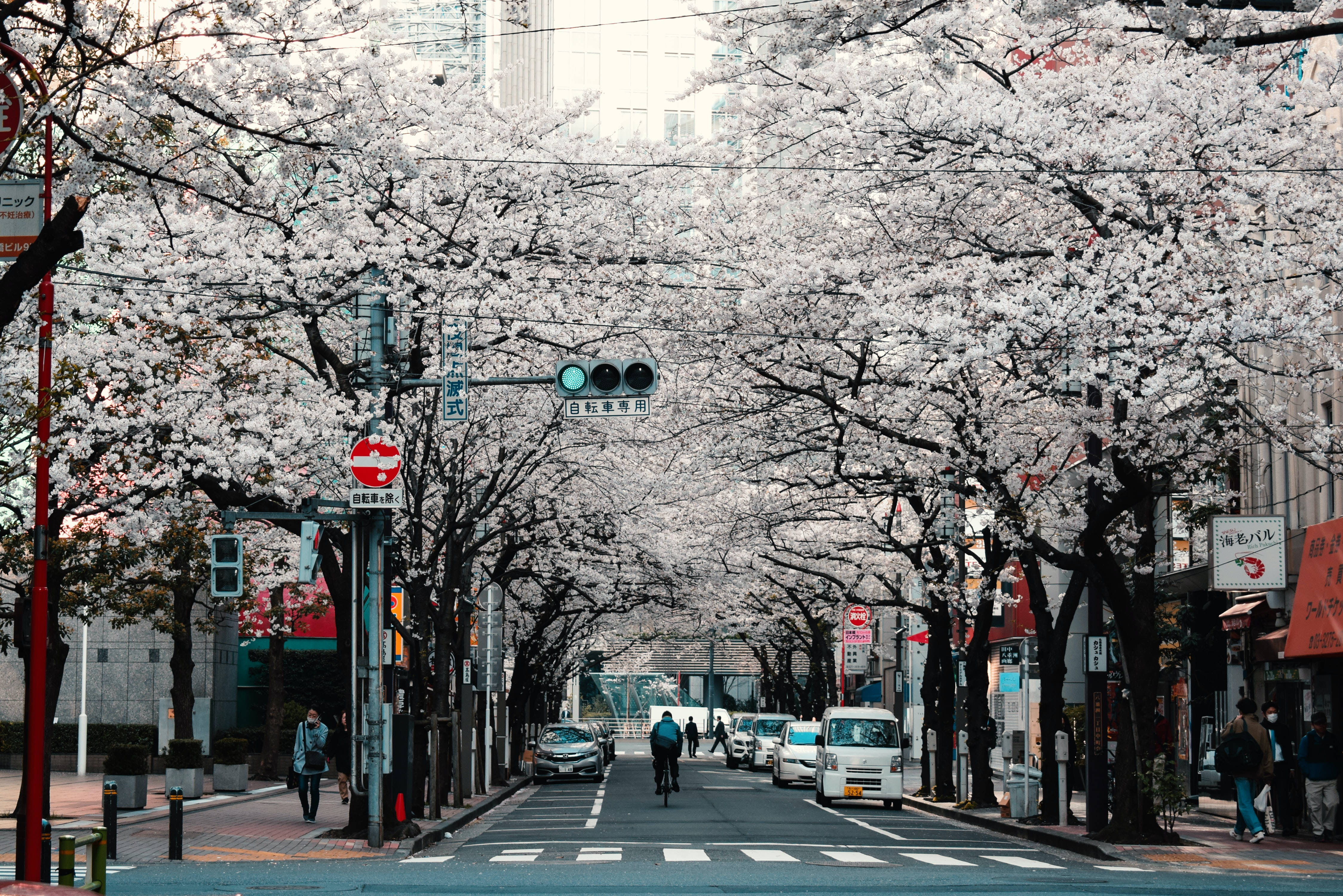 일본 HD 도쿄 거리 벚꽃 나무 배경화면