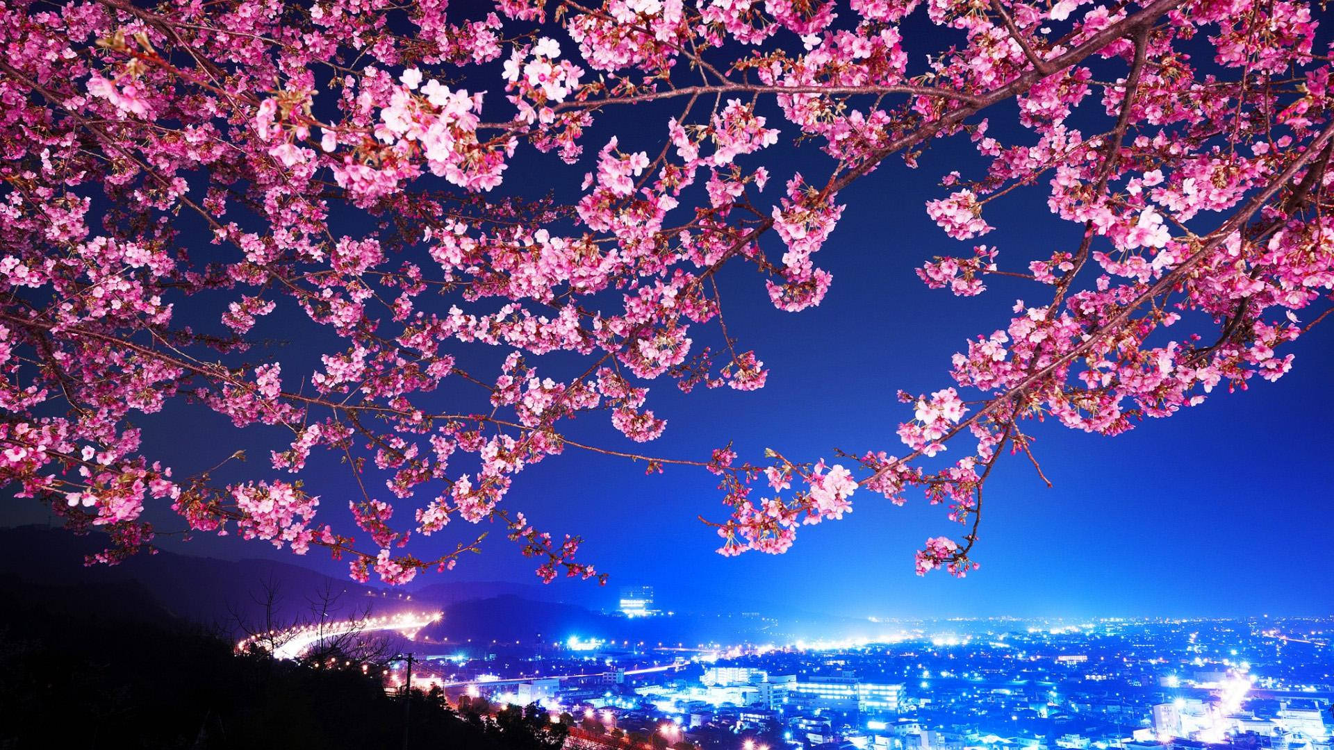 일본 미학의 벚꽃 풍경 배경화면