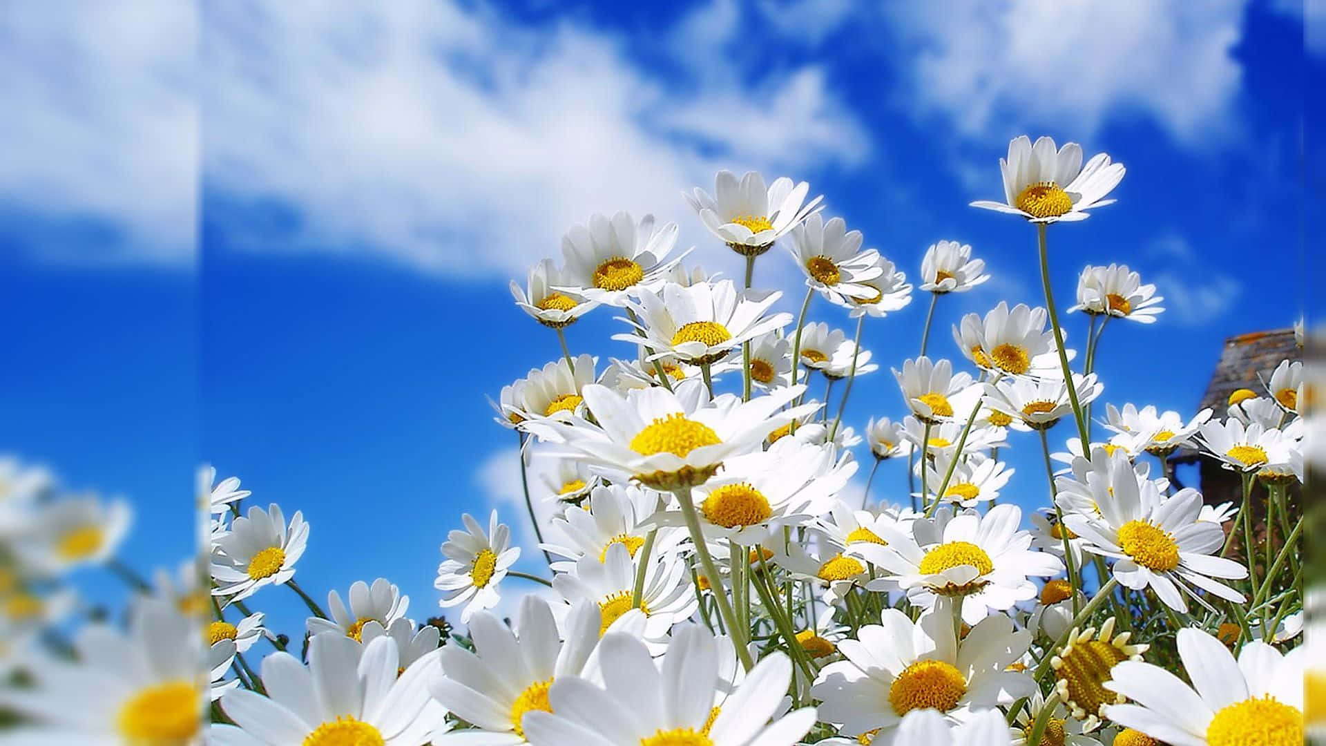 자연의 단순함 속 아름다운 꽃 배경화면