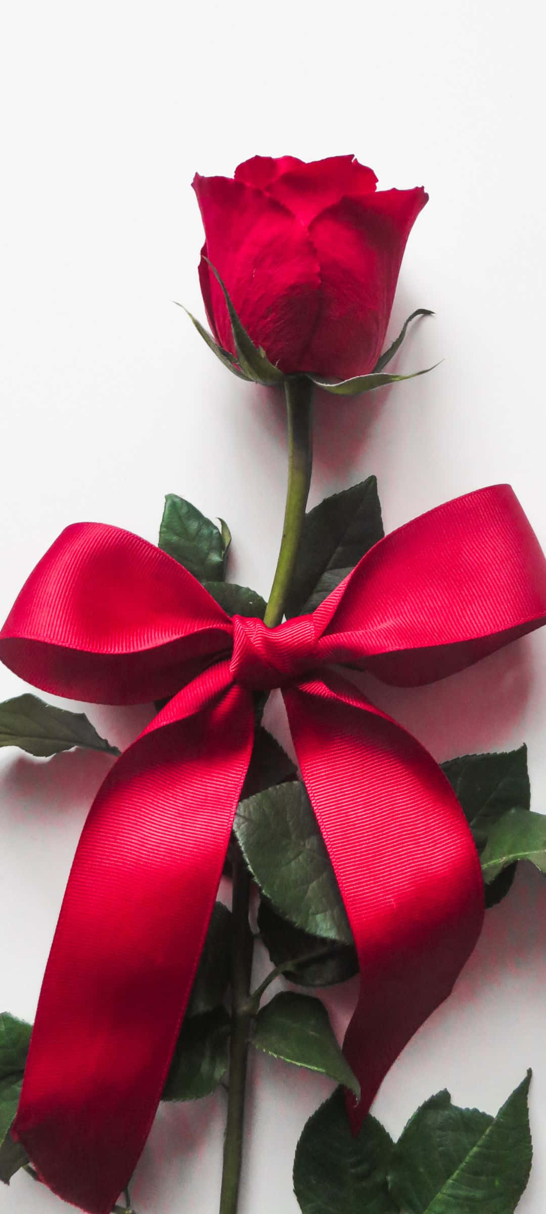 자연의 평화로운 강 풍경 클로즈업 배경화면