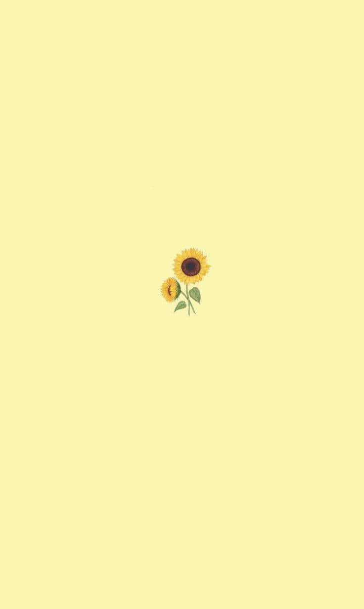 작은 해바라기 귀여운 파스텔 노란색 배경 배경화면