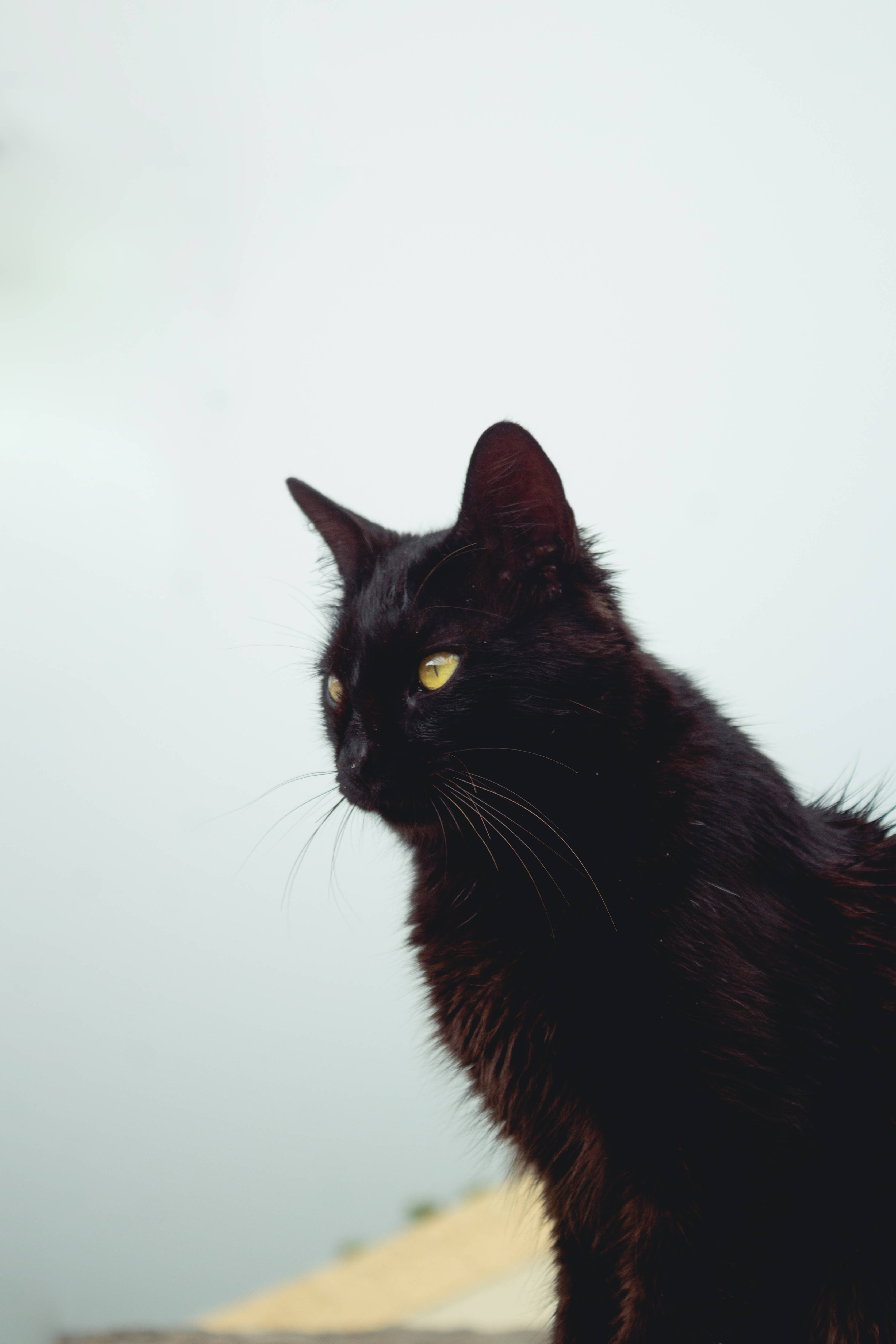 장모 흑고양이 배경화면