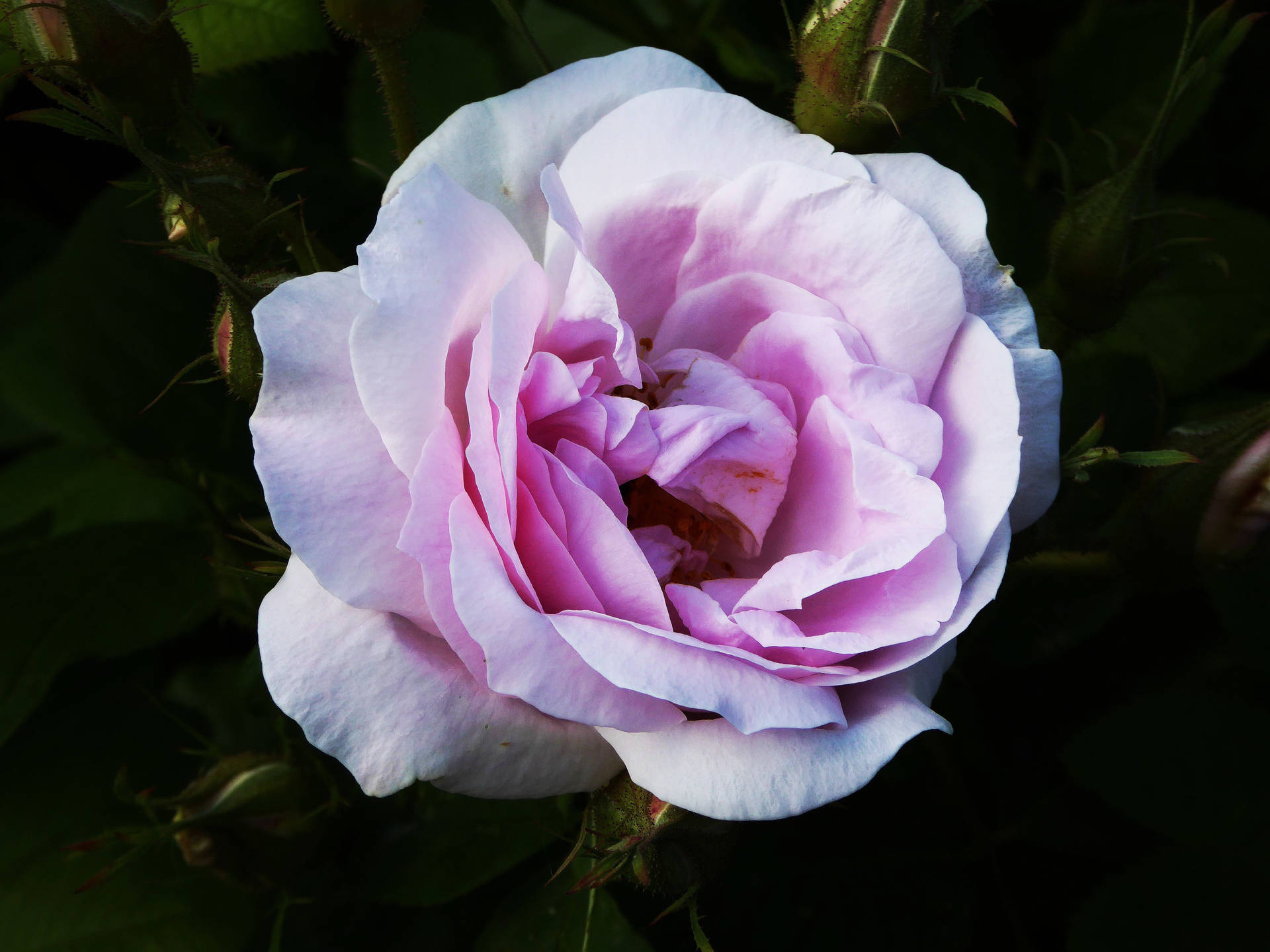 장미, 꽃봉오리, 꽃잎 미리보기