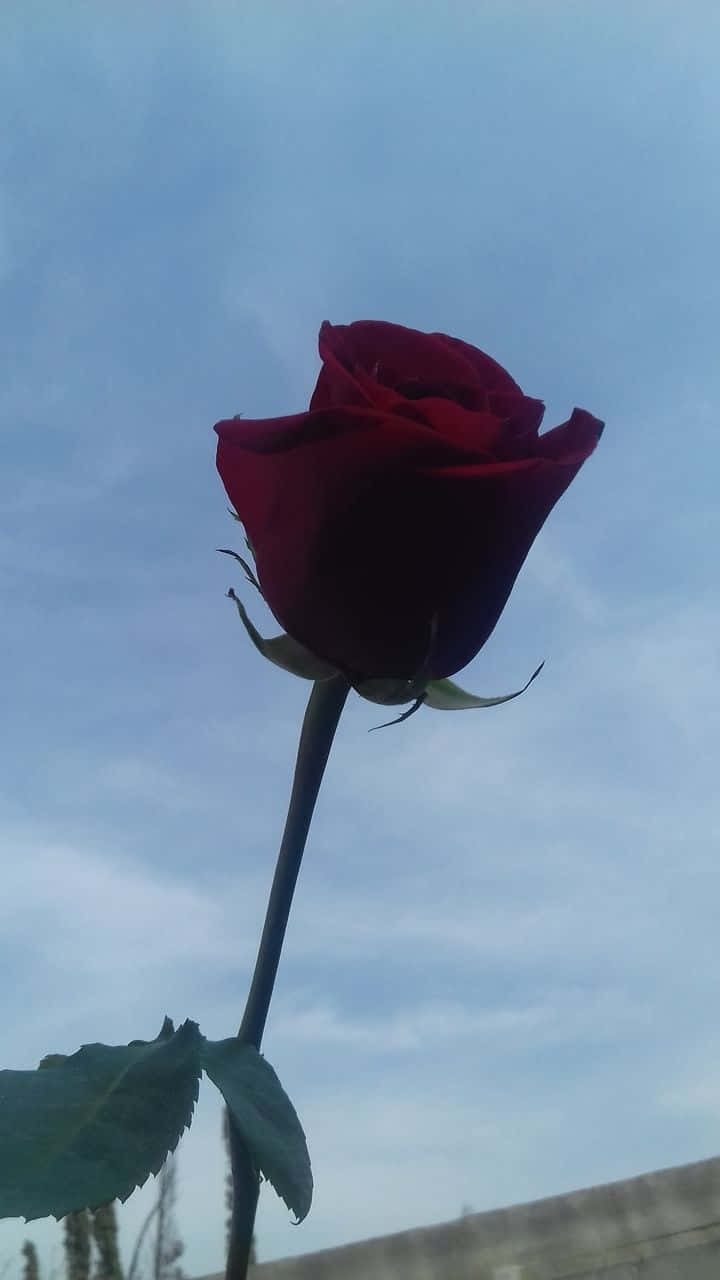 장미 실루엣 빈티지 그런지 미학 배경화면