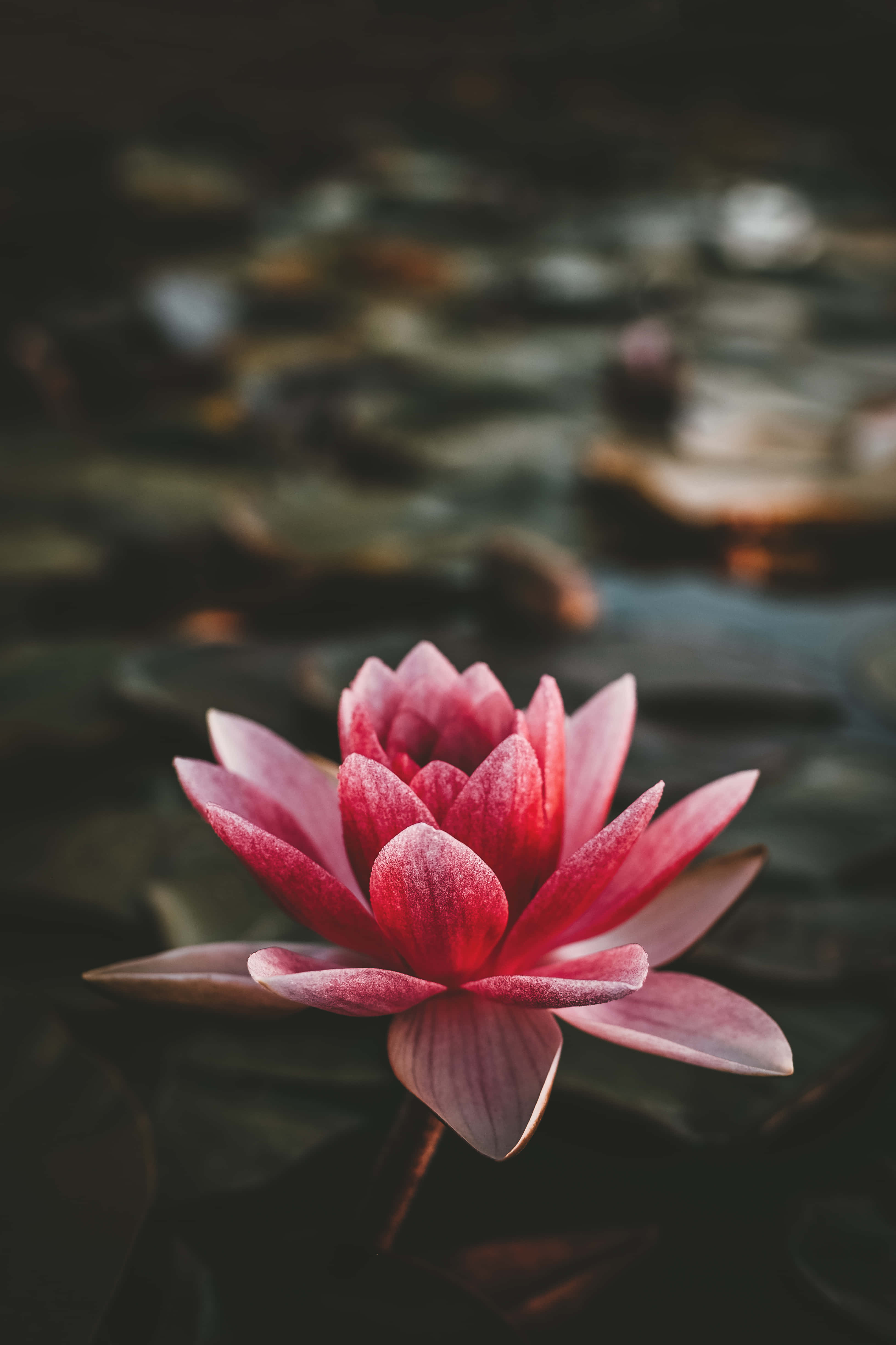 장엄한 연꽃의 우아한 표현 배경화면