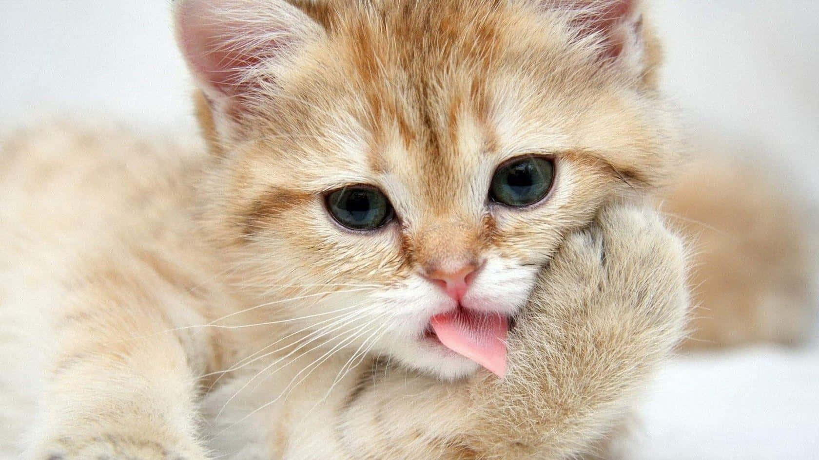 재미있고 귀여운 동물 먼치킨 고양이 배경화면