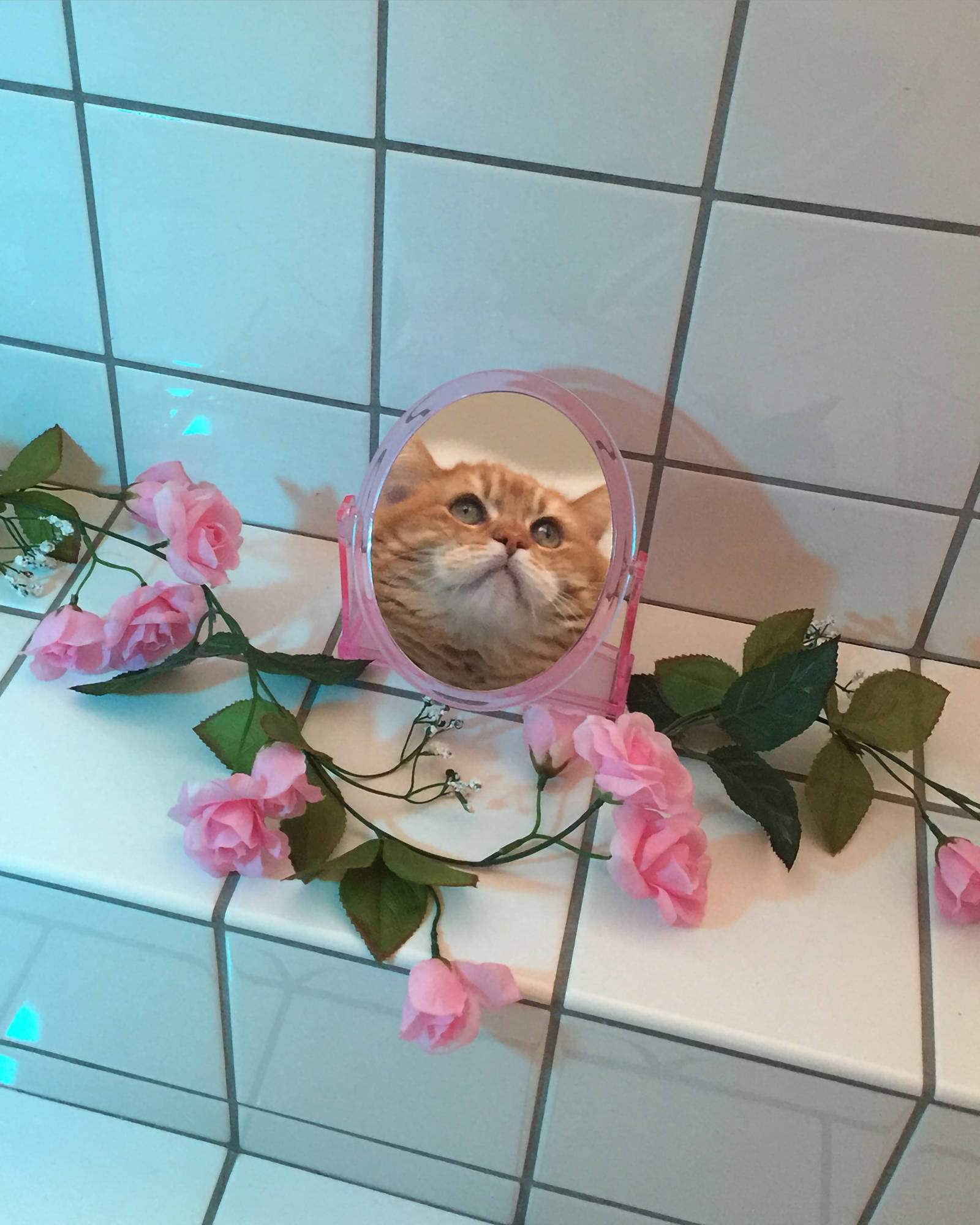 재미있는 거울 고양이 감성 배경화면