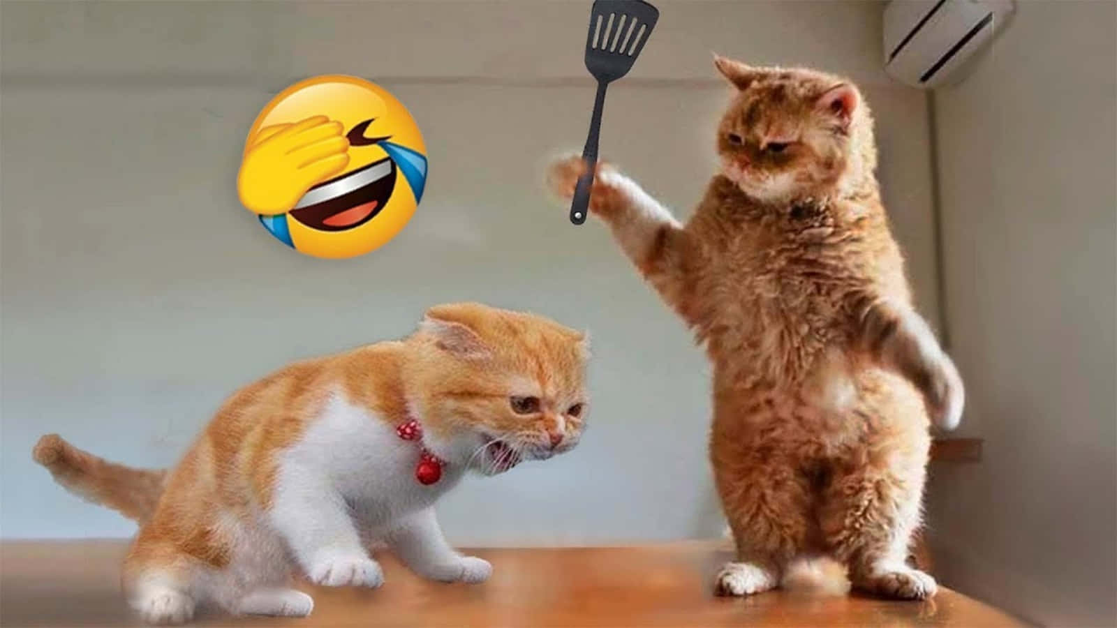 재미있는 동물 고양이 밈 싸움 이모지 그림 배경화면