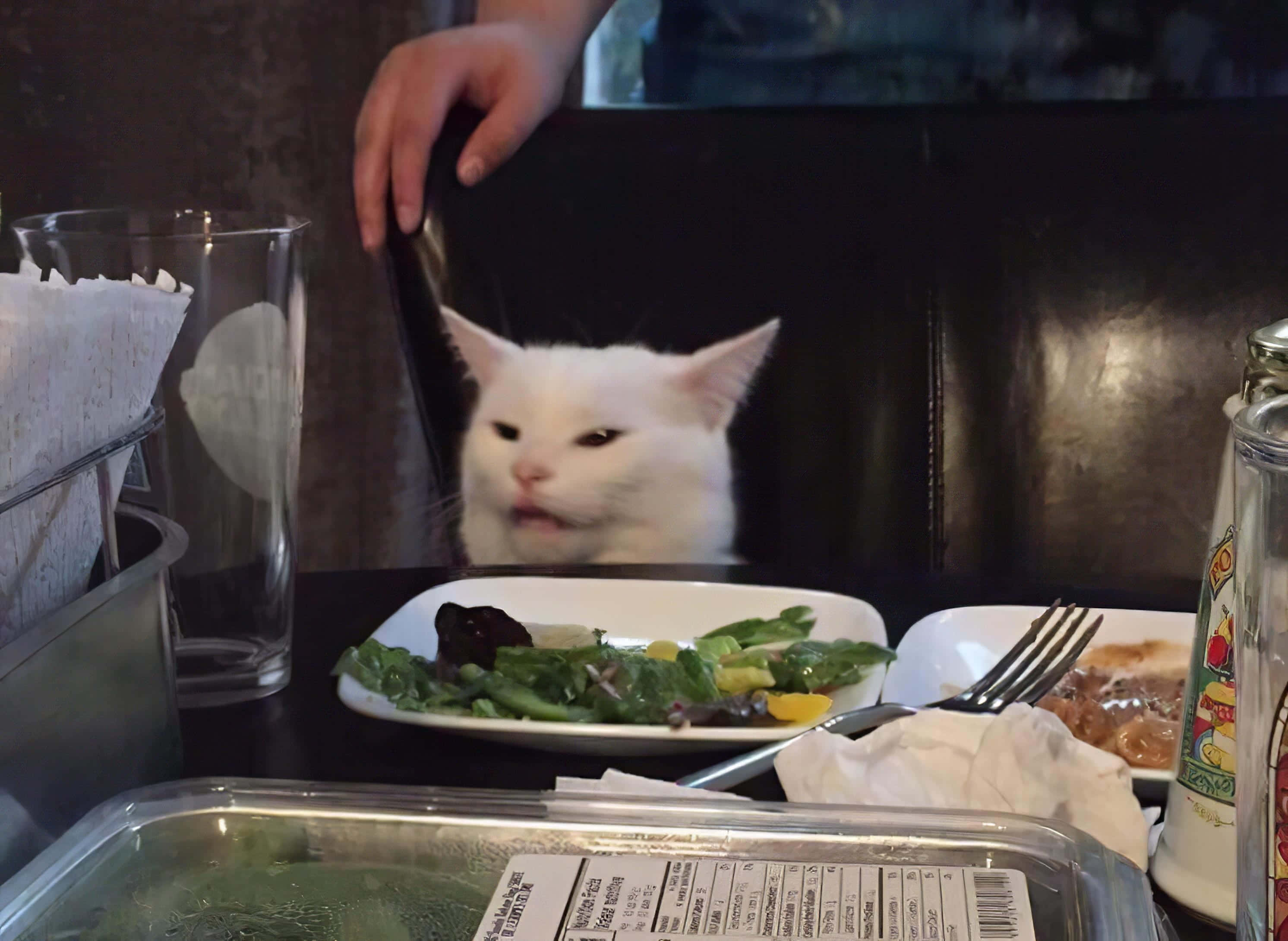 저주받은 고양이 사진 테이블 고양이 배경화면