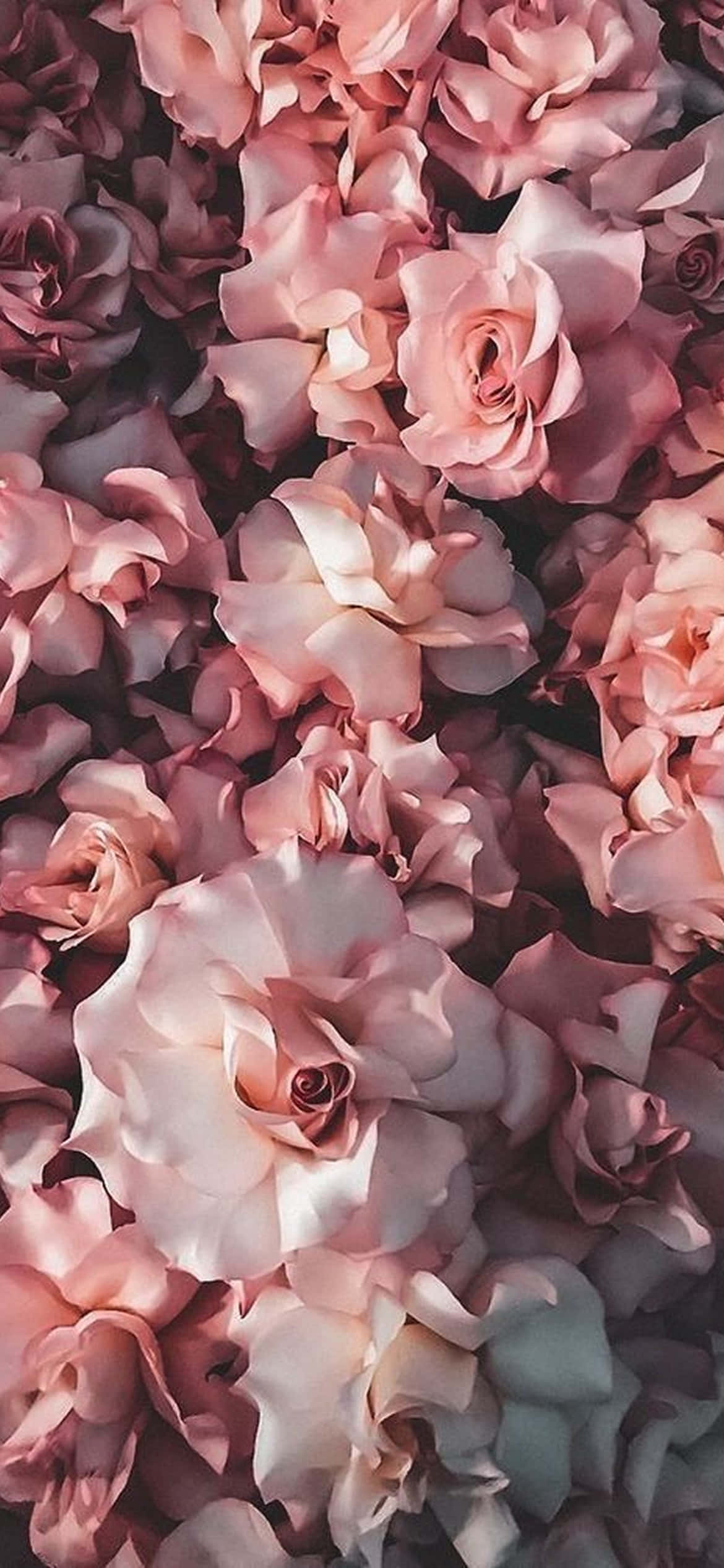 절묘한 꽃 - 생생한 아이폰 꽃 디자인 배경화면
