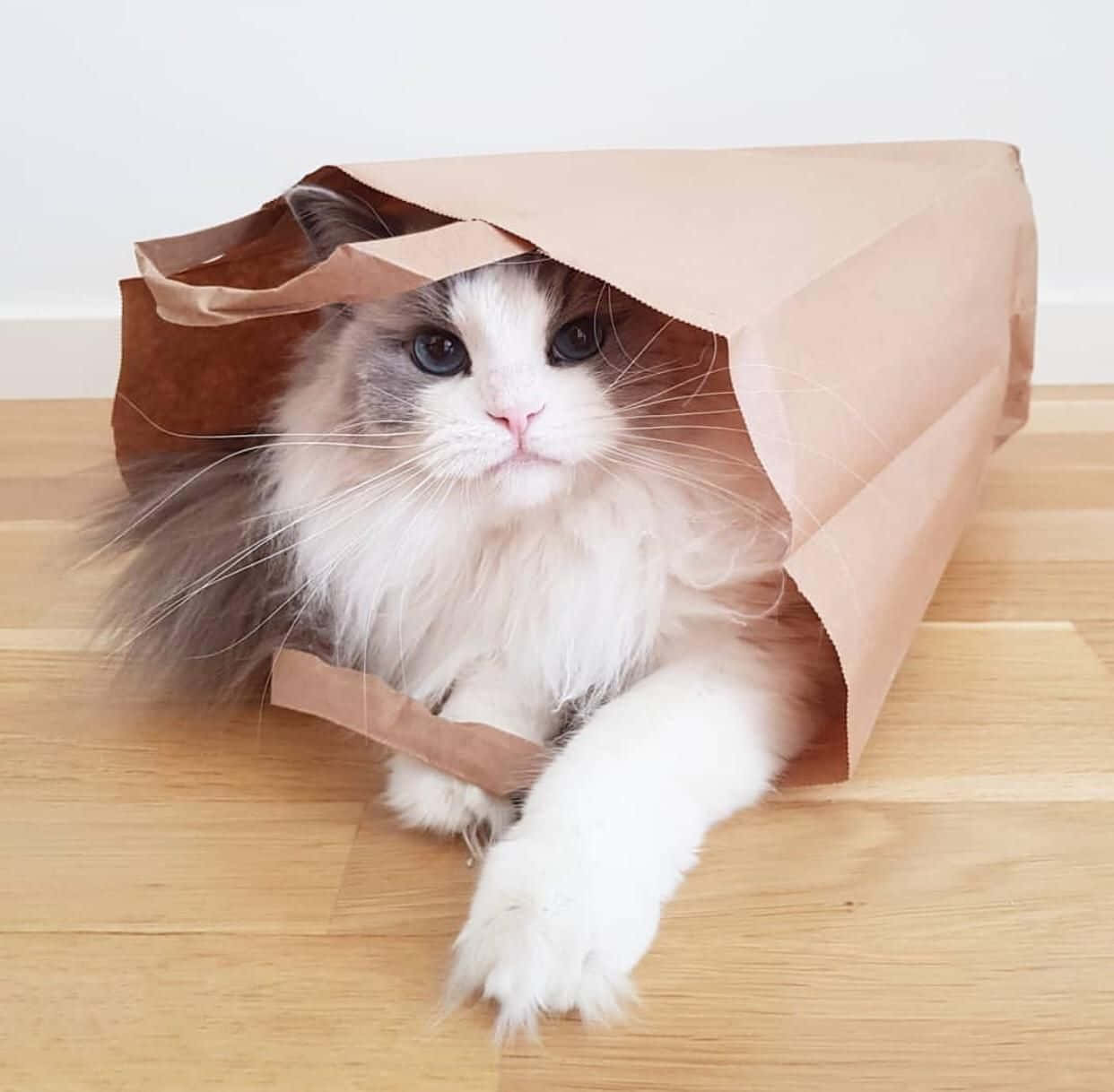 종이 봉투 안에 있는 예쁜 고양이 사진 배경화면