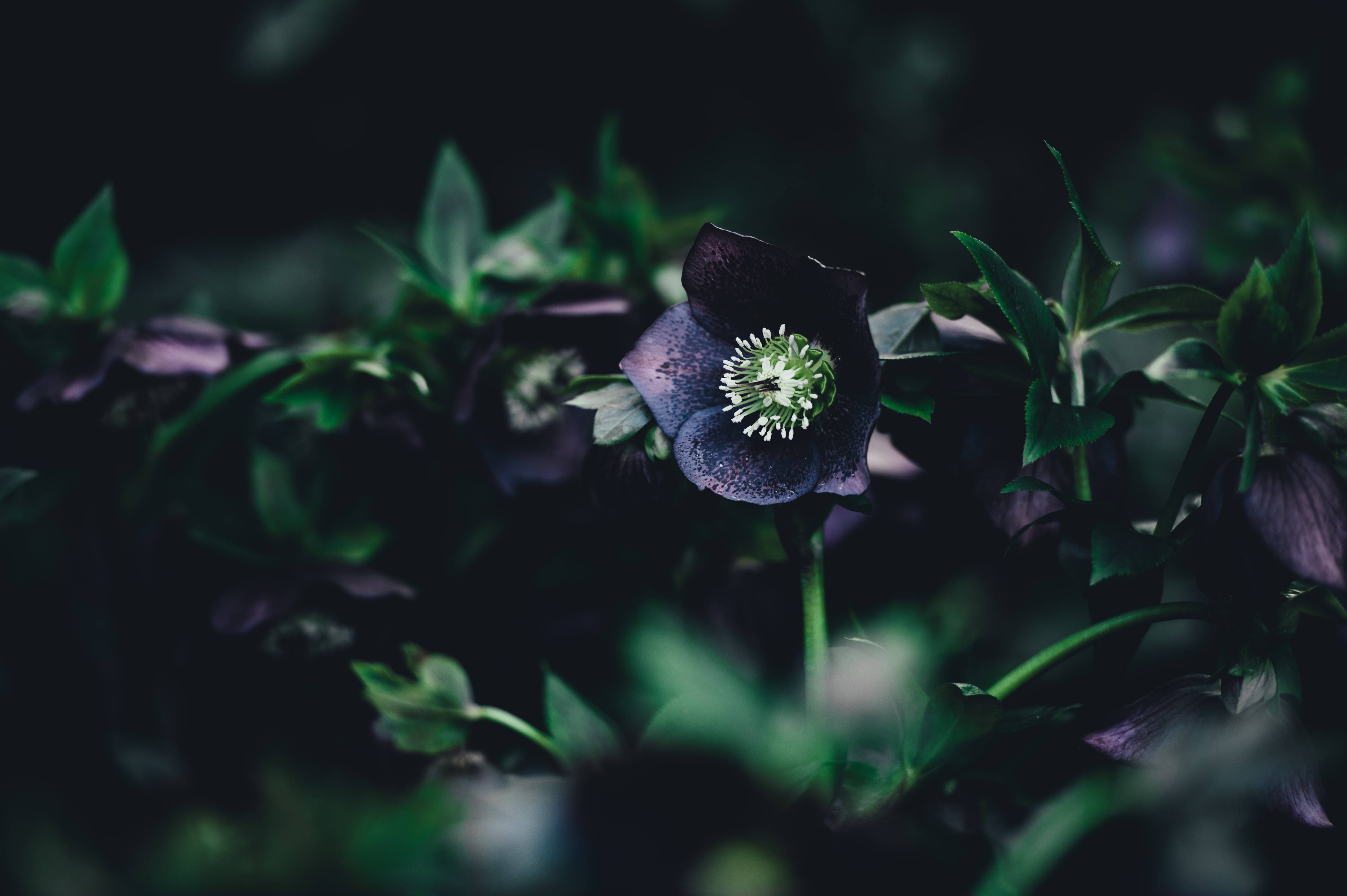 진한 보라색 꽃과 녹색 줄기 배경화면