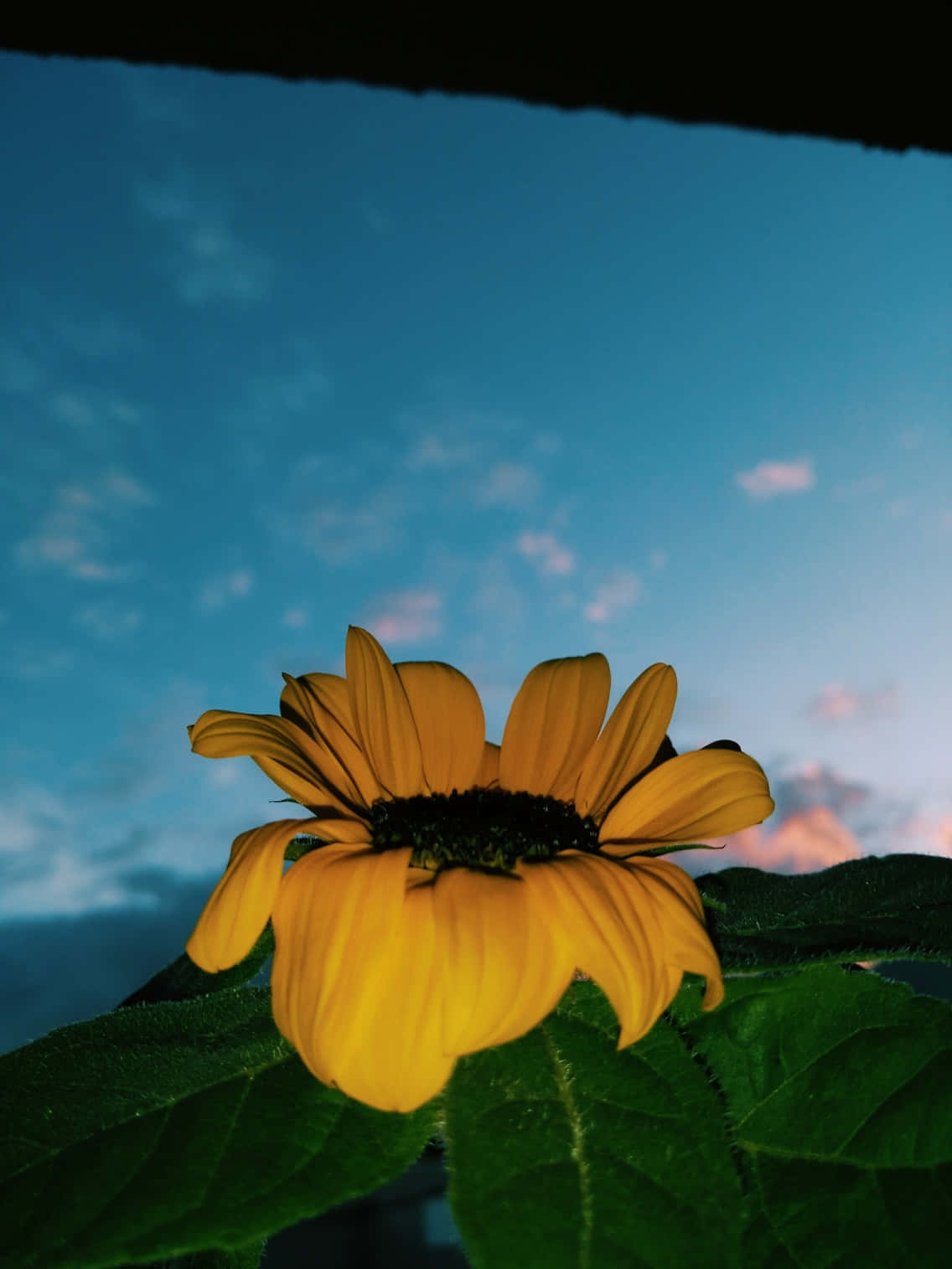 창가의 해바라기 배경화면