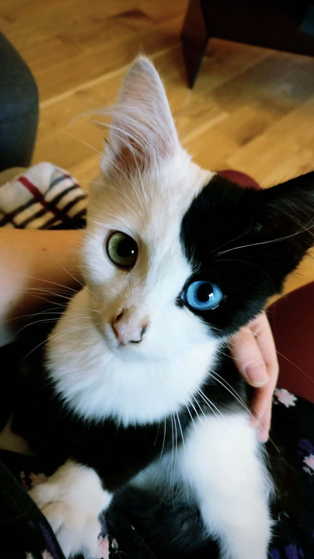 초록과 파란 눈을 가진 아름다운 고양이 사진 배경화면
