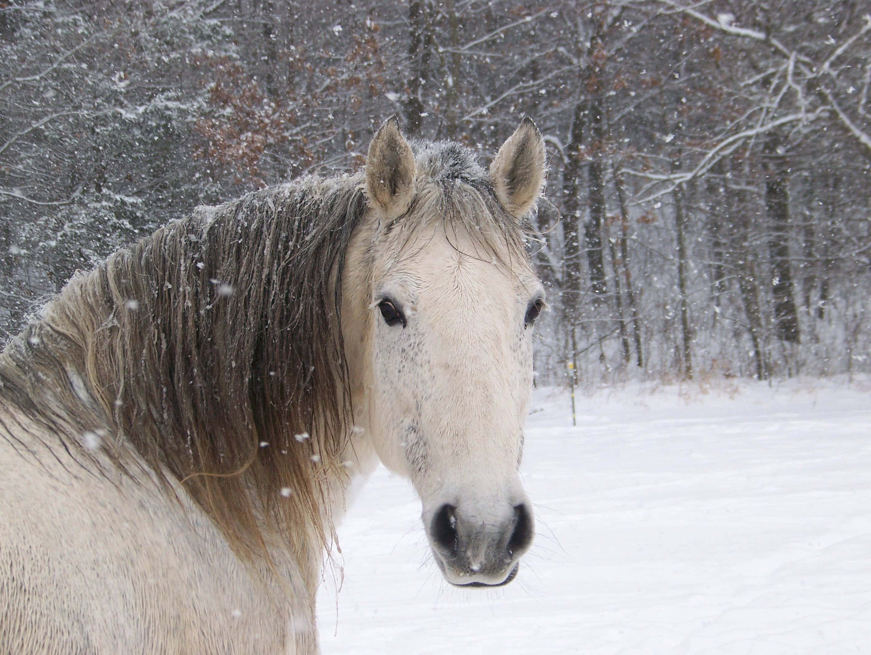초원의 귀여운 말 배경화면