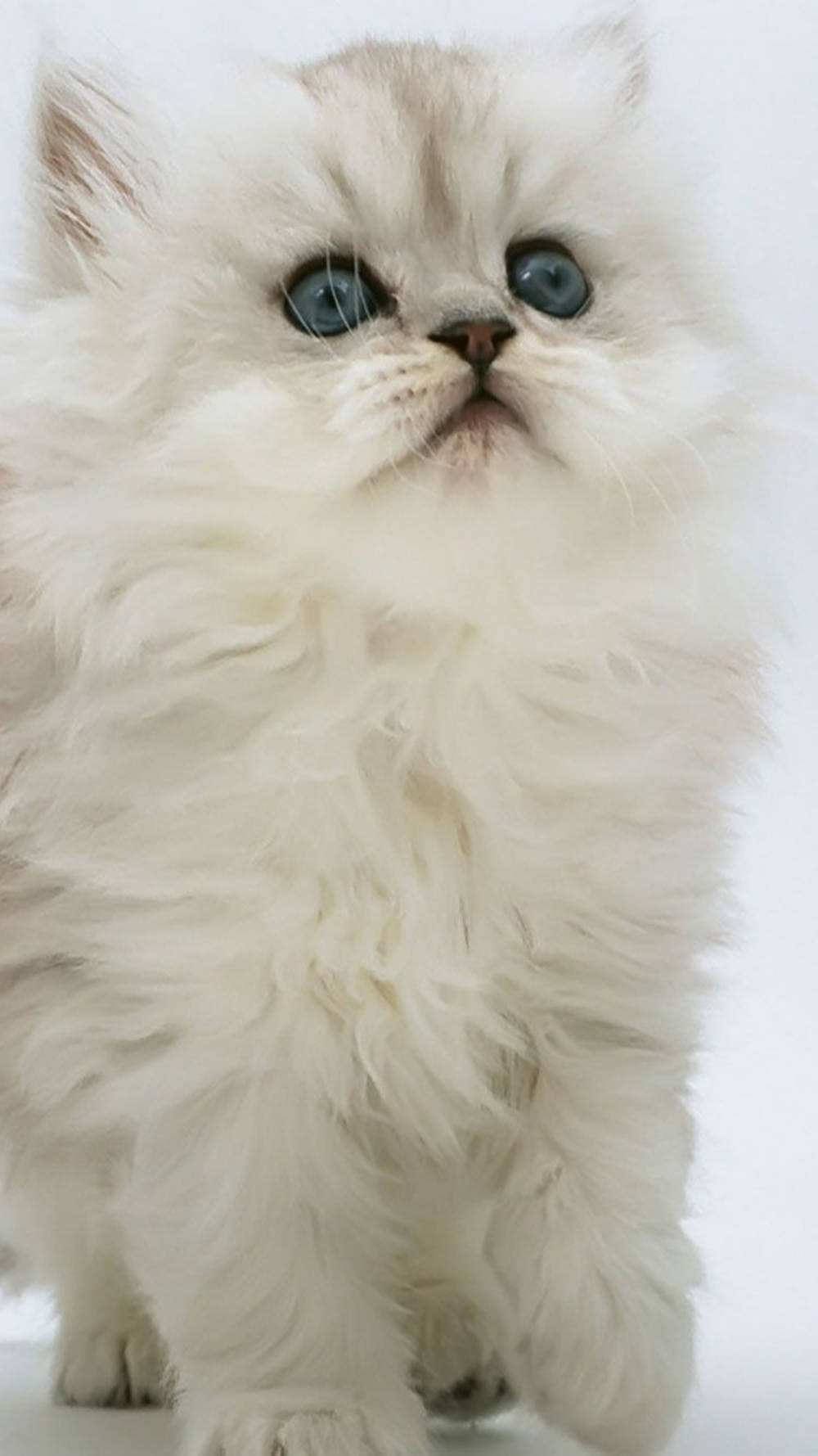 친칠라 페르시안 흰 고양이 아이폰 배경화면