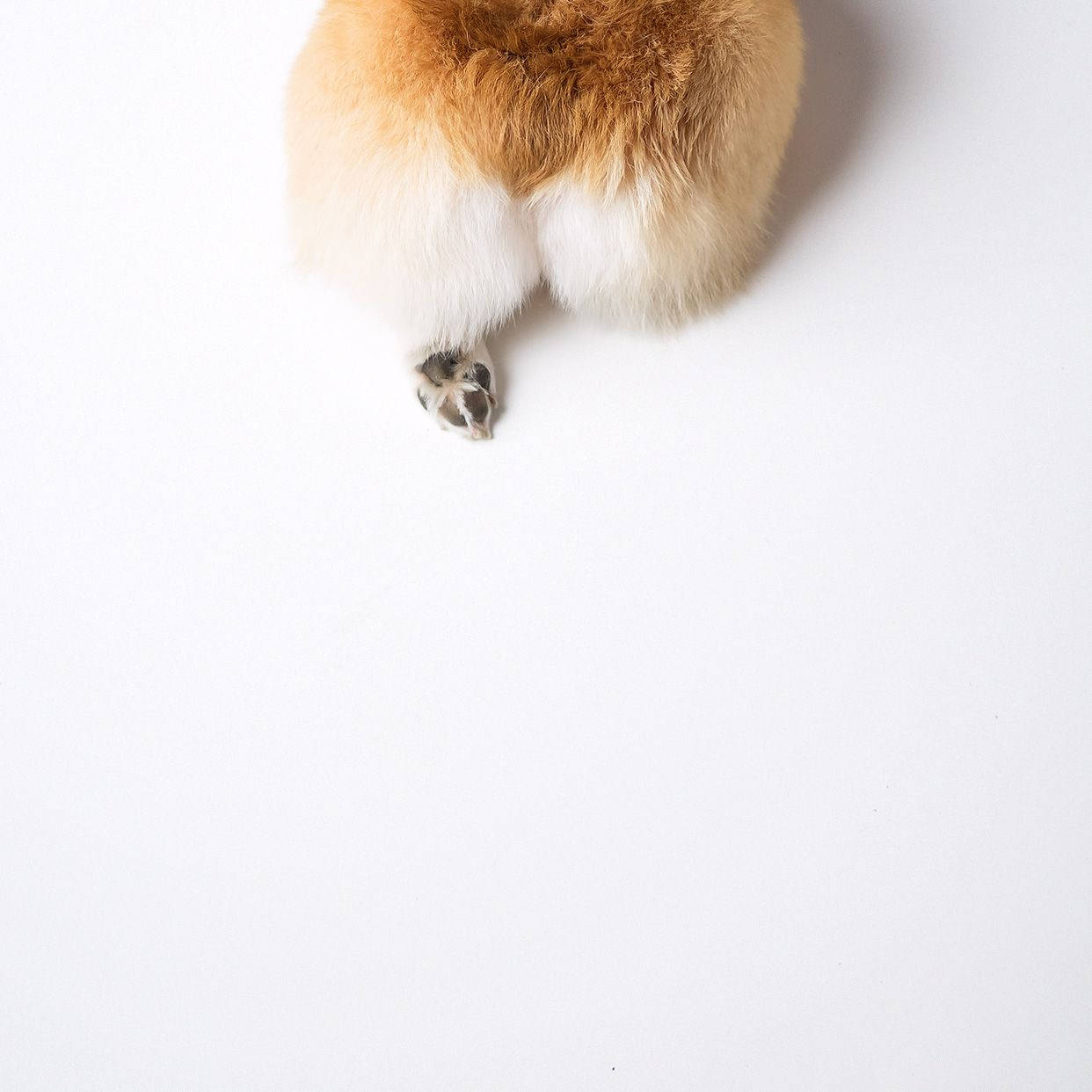 코기 엉덩이 배경화면