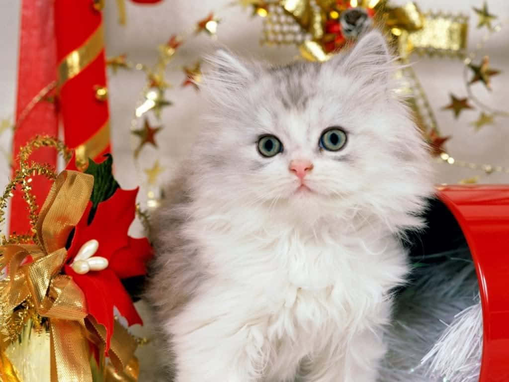 크리스마스 고양이 예의 바른 사진 배경화면