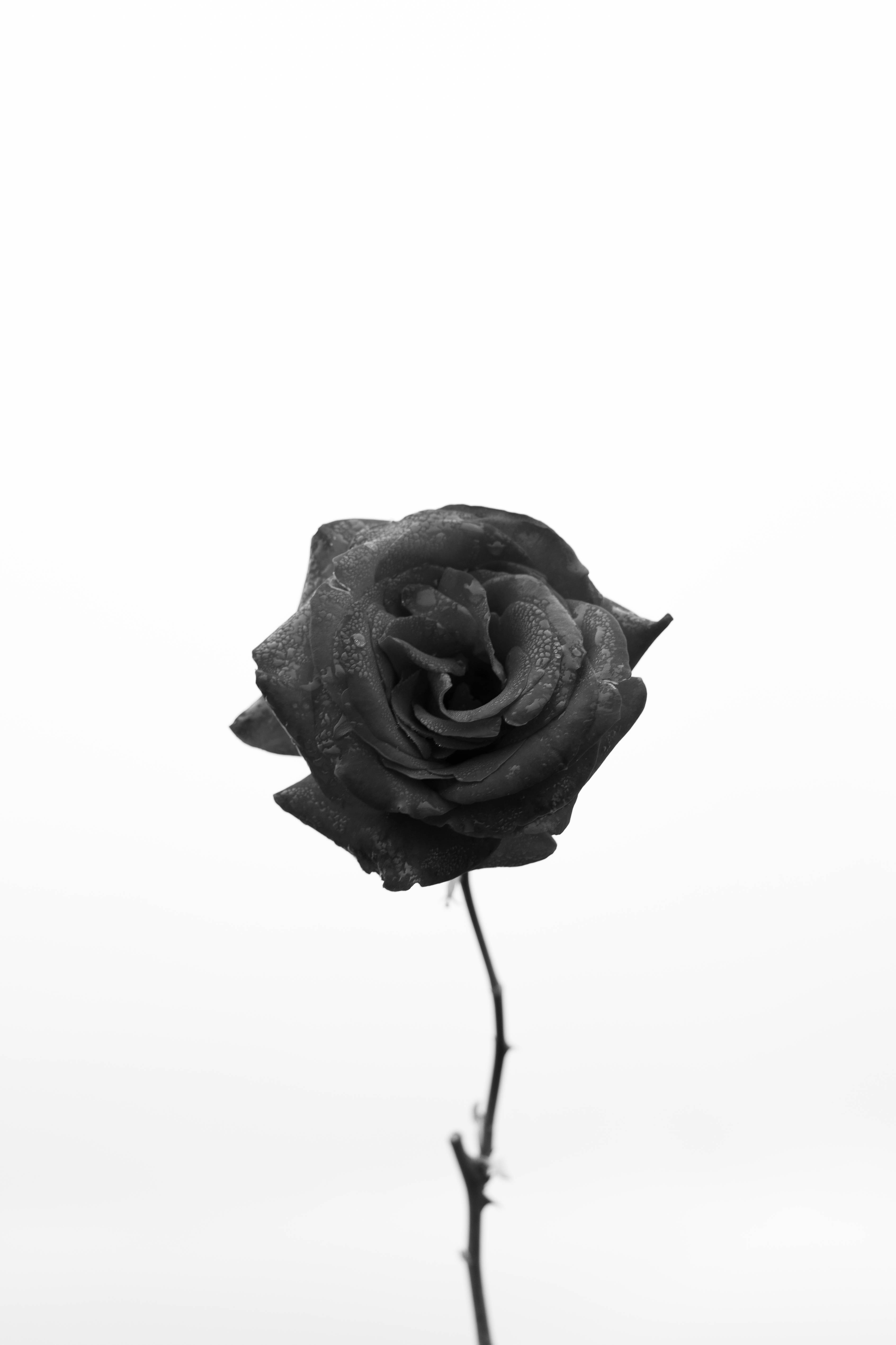 터키 자생 검은 장미 아이폰 배경화면