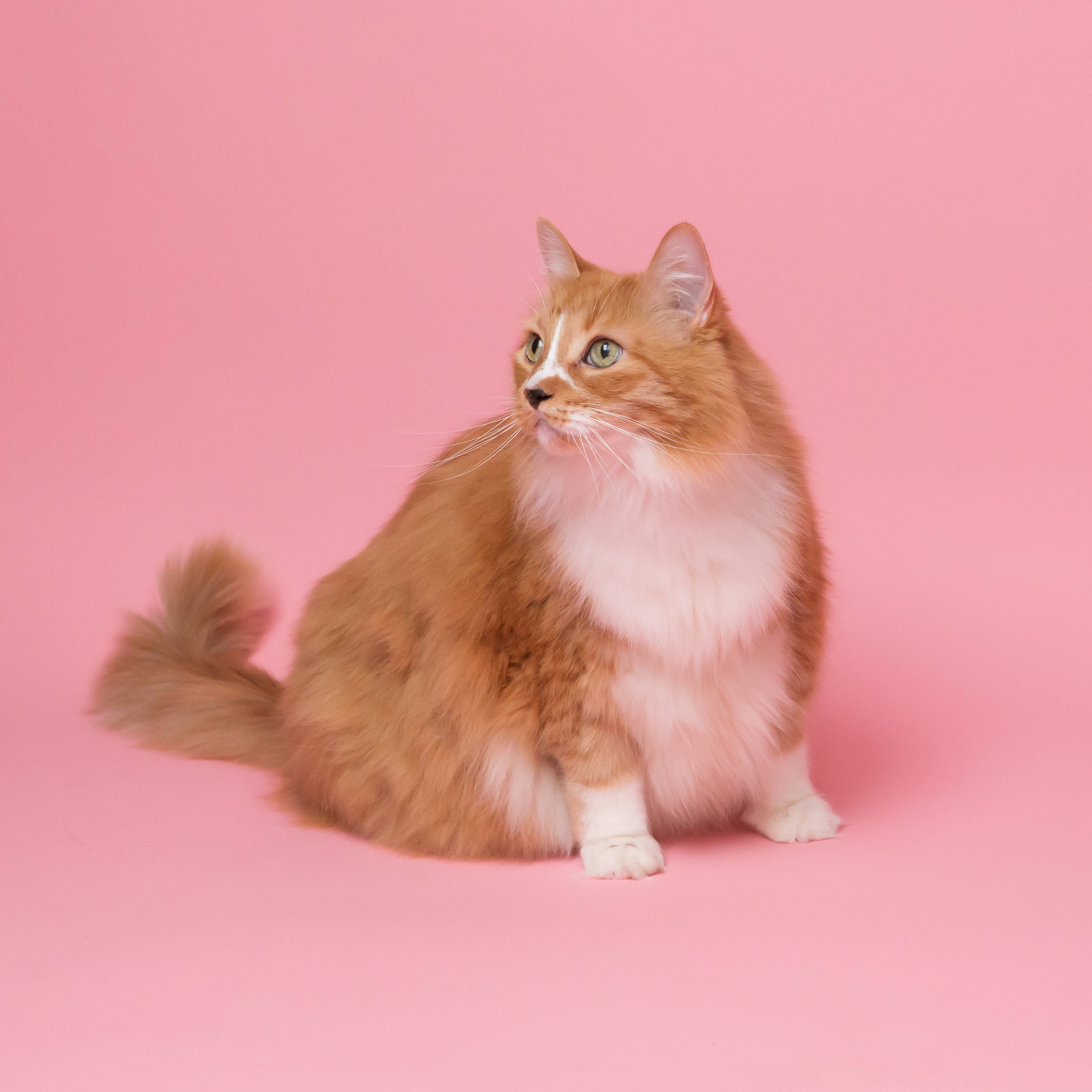 통통한 감성 고양이, 핑크 배경 배경화면