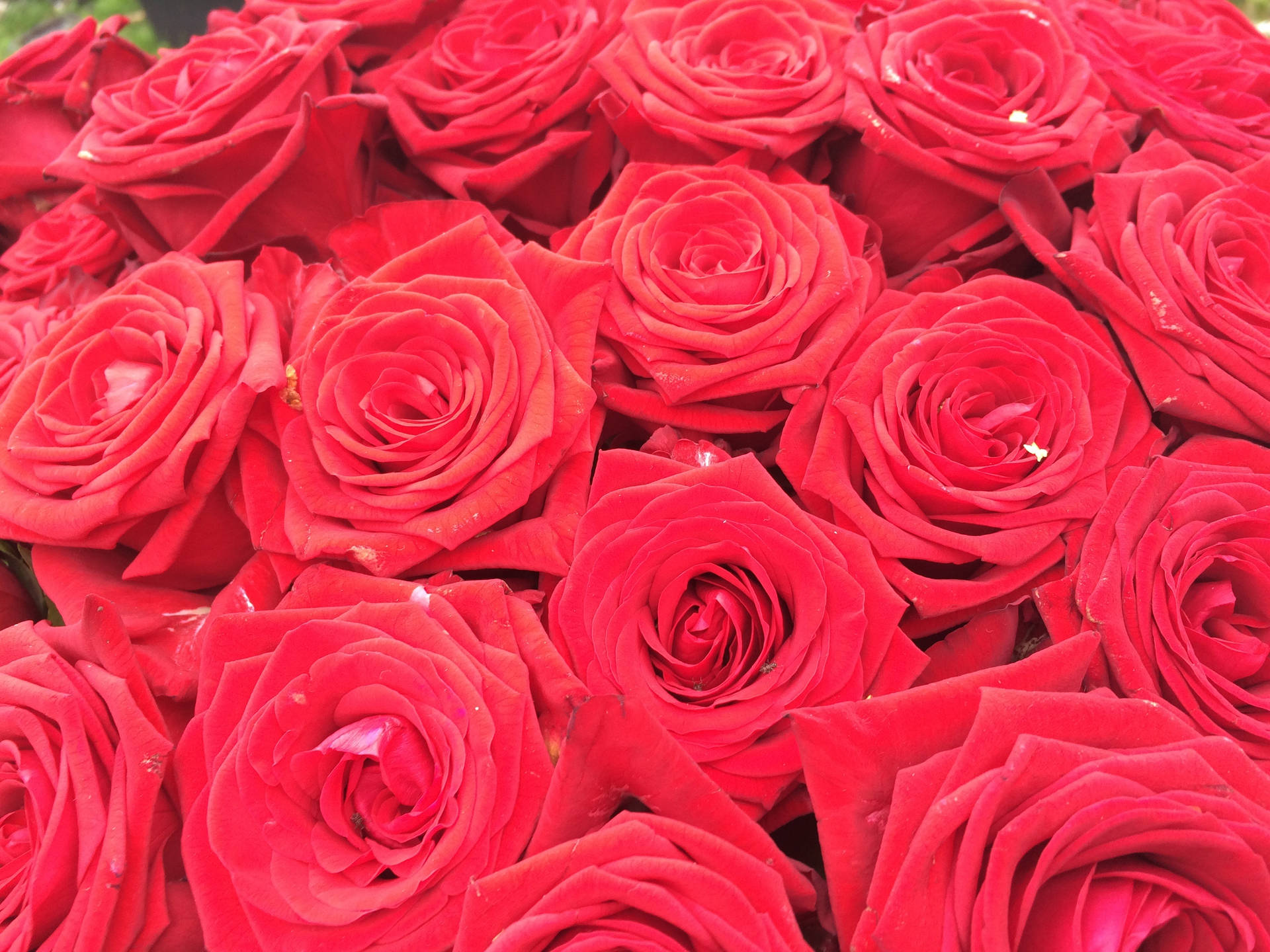 장미, 꽃, 꽃다발 미리보기