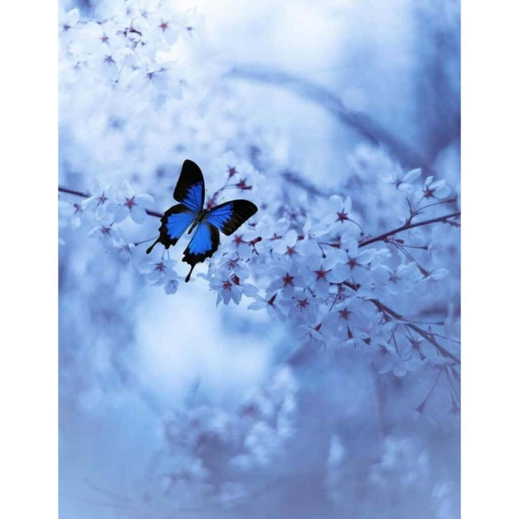파란 나비 예쁜 프로필 사진 배경화면