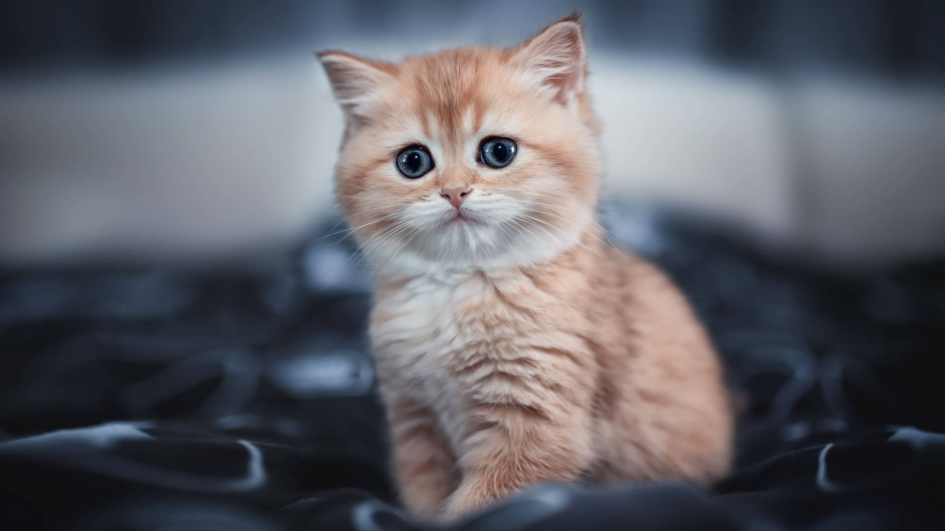 파란 눈의 오렌지 미적 고양이 배경화면