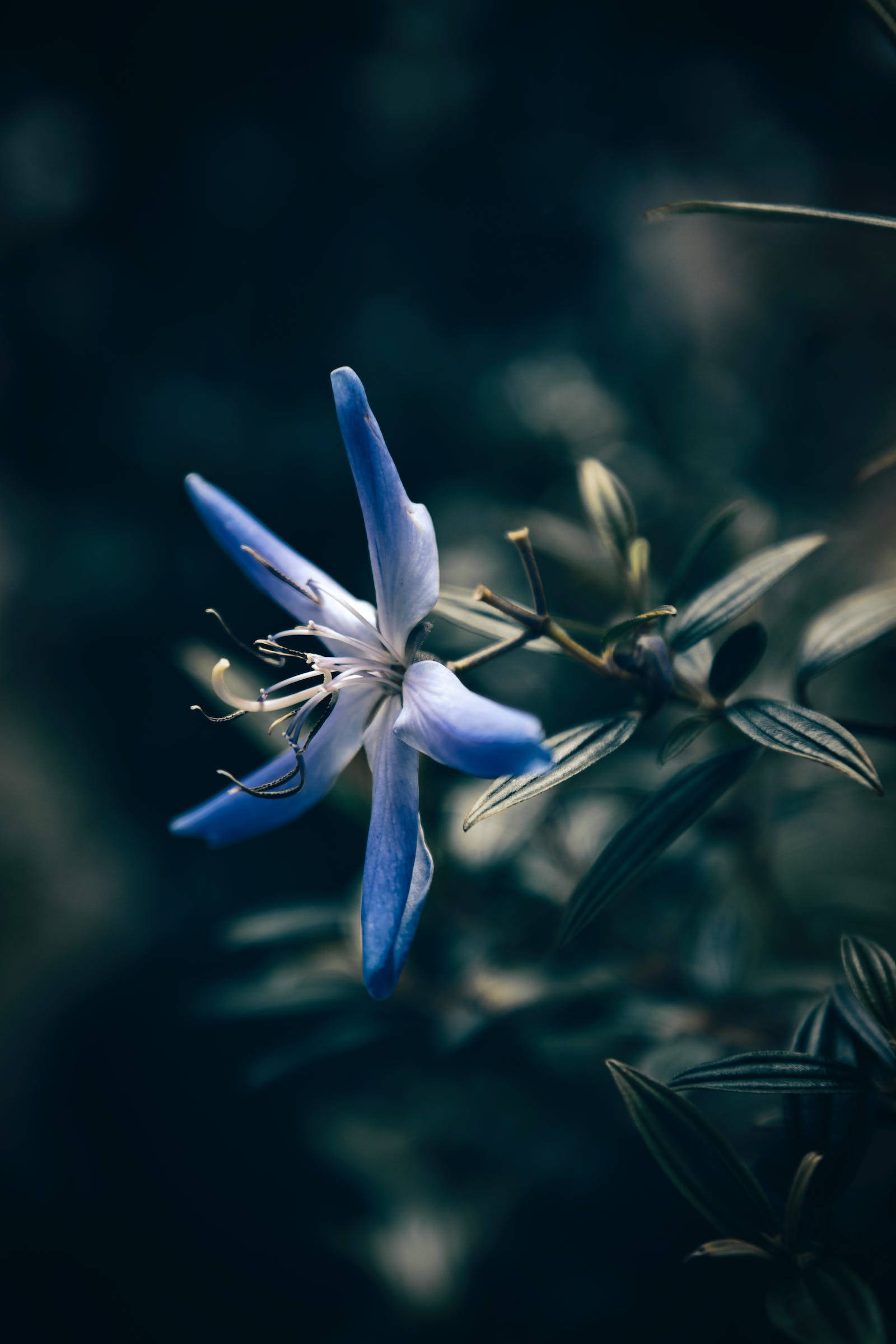 파란 별 꽃 아이폰 배경화면