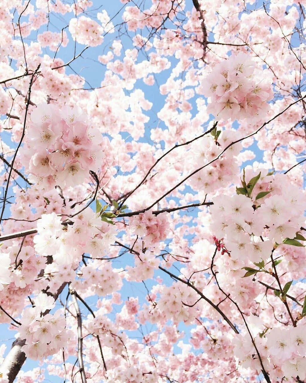 파스텔 핑크 감성의 세계로, 무한한 가능성을 만나보세요. 배경화면