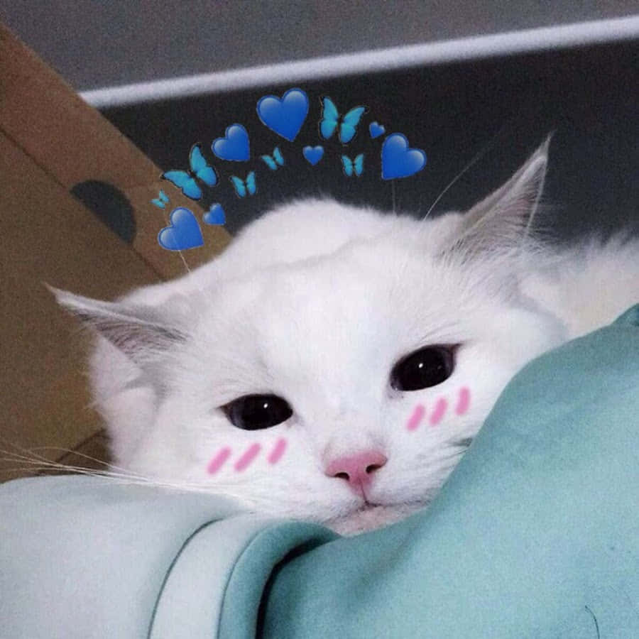 파스텔 핑크를 꿈꾸는 미학적인 고양이 배경화면