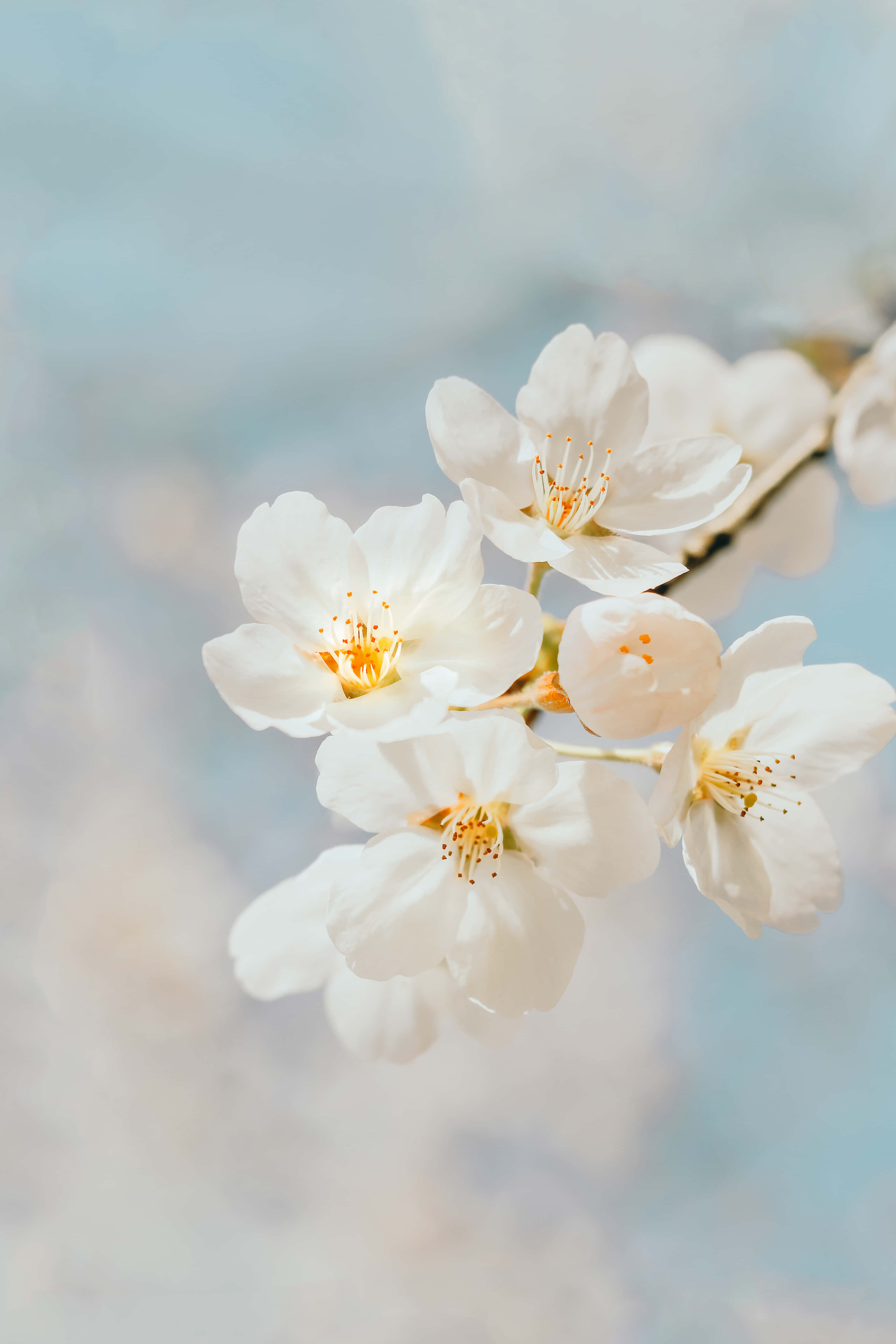 평화로운 흰 꽃밭 배경 배경화면
