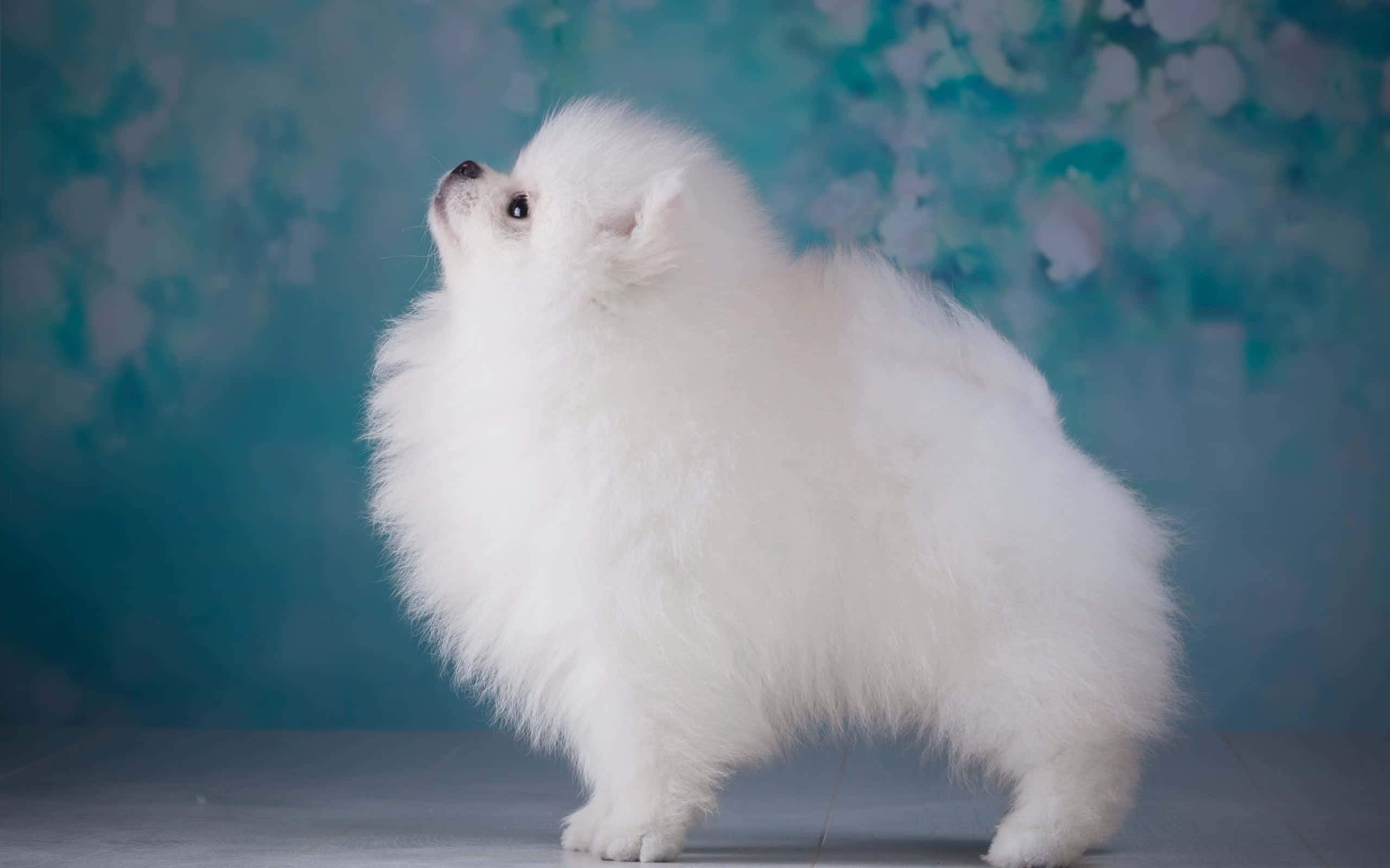 포메라니안 강아지 감성 배경화면